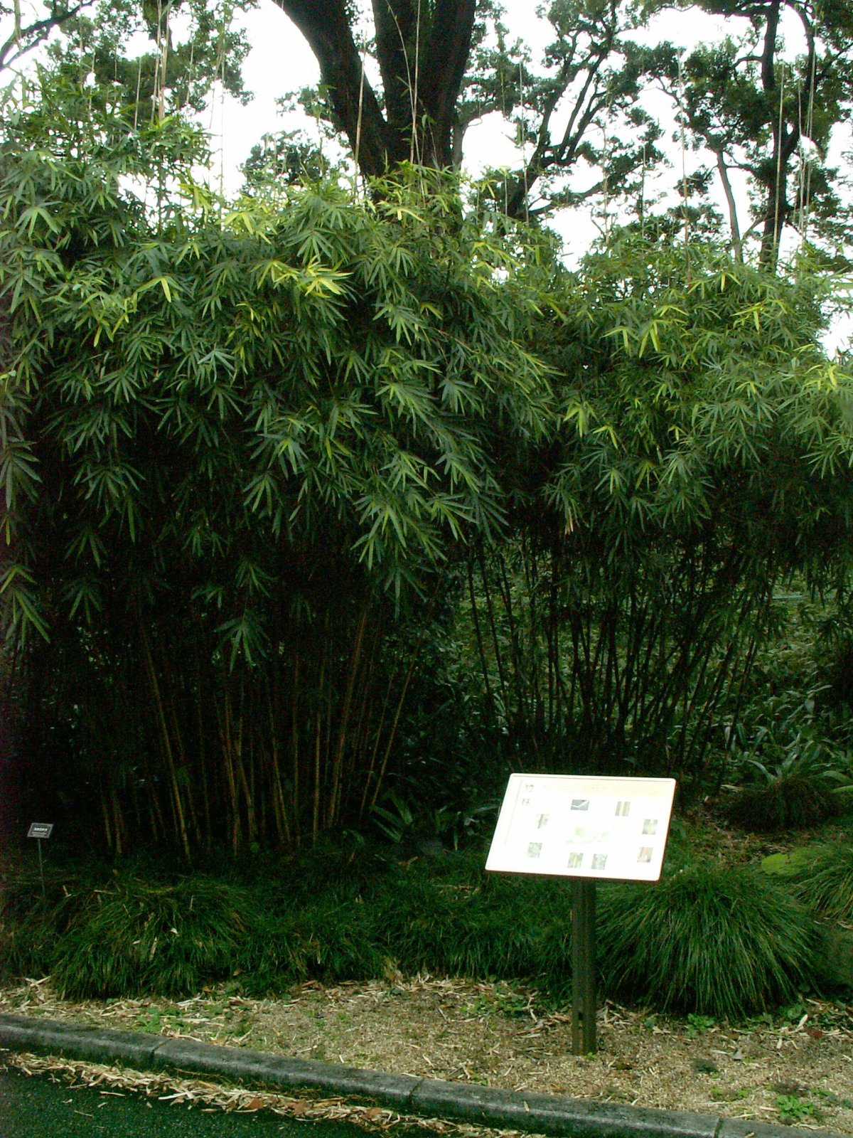 Chiyoda Ward - Imperial Palace - East gardens