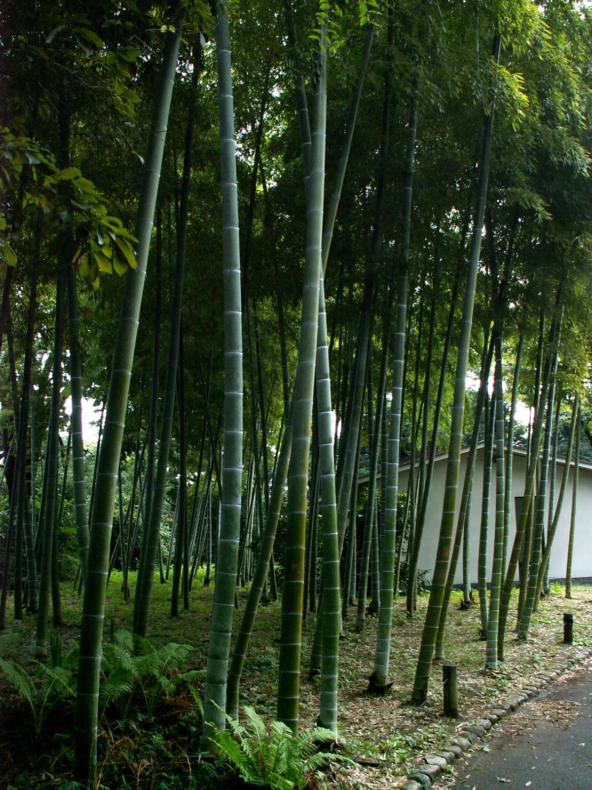 Chiyoda Ward - Imperial Palace - East gardens