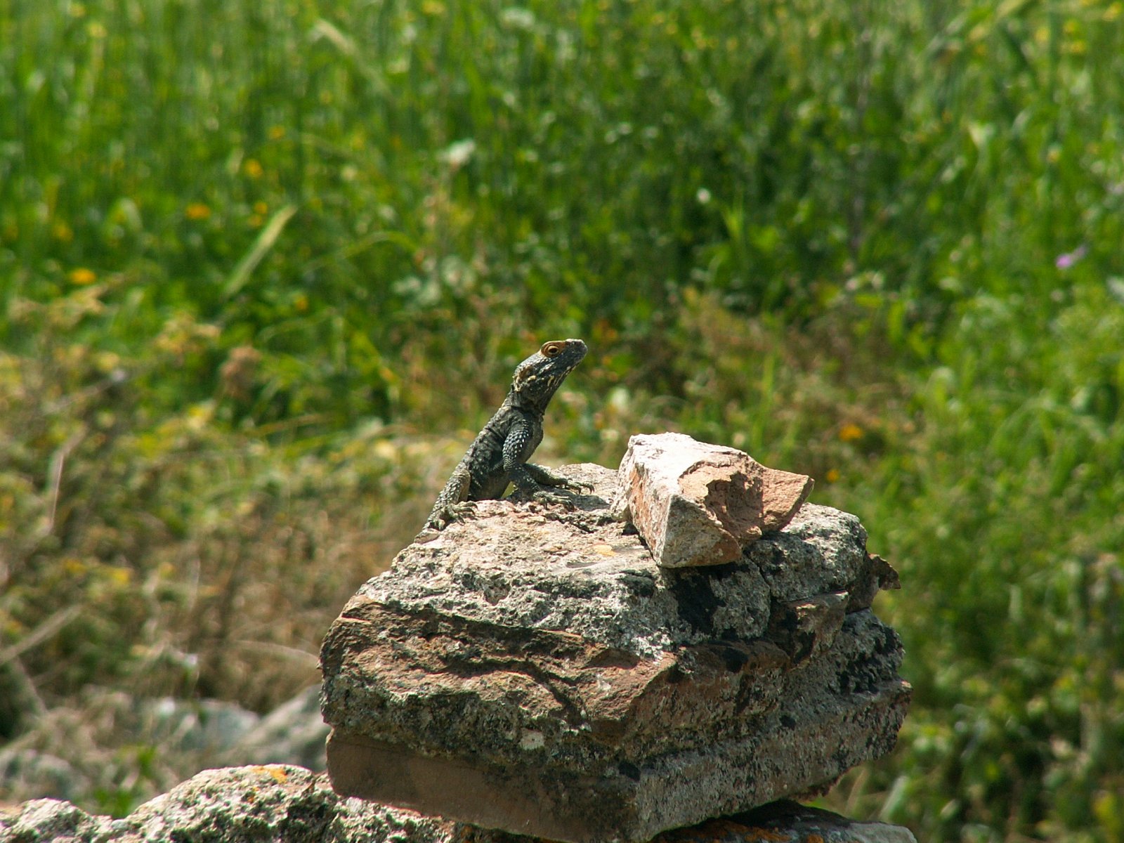 Ephesos - Agama lizard