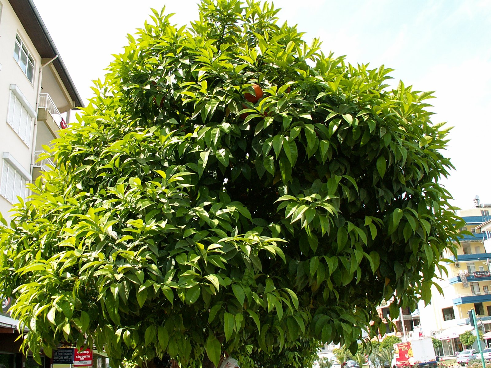 Finike - Orange tree