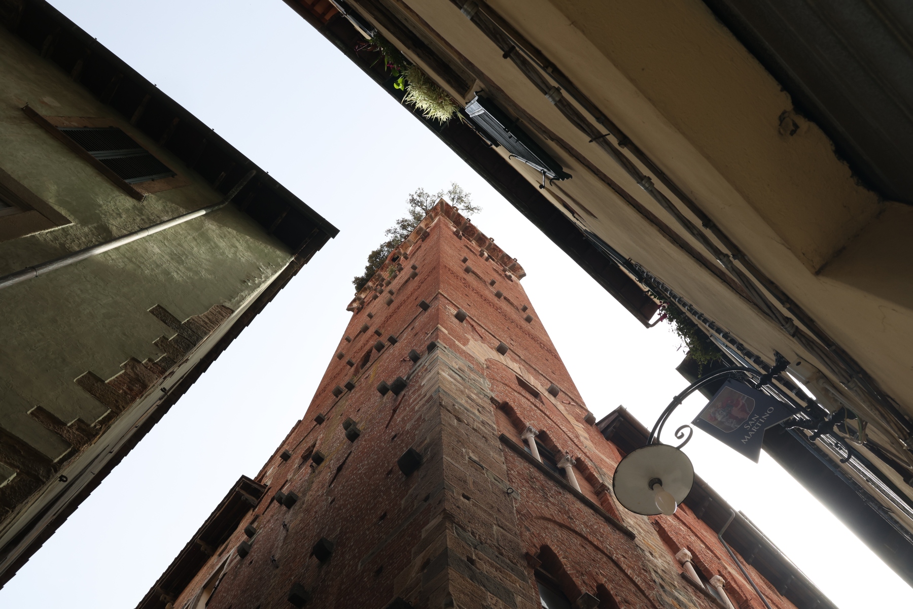 Lucca - Torre Guinigi