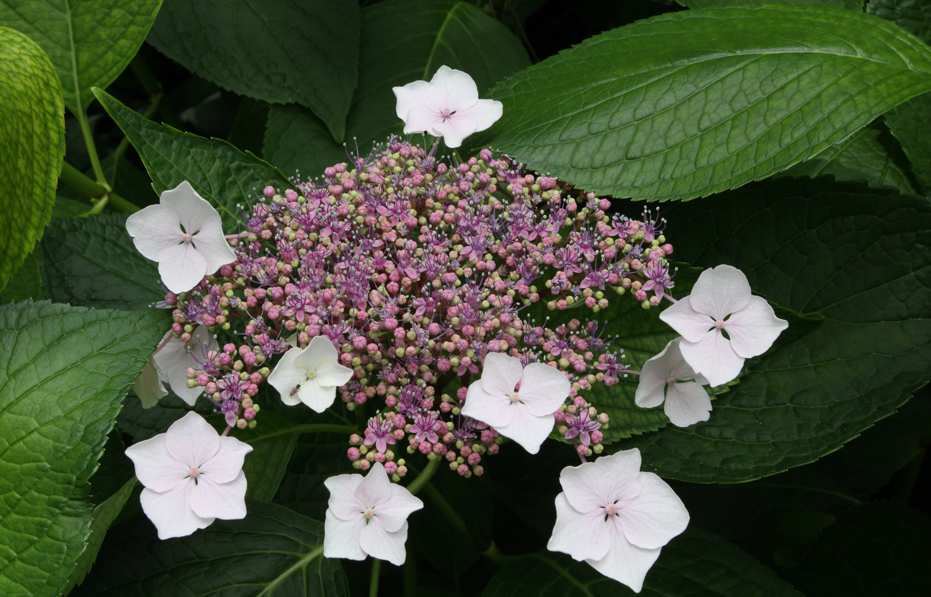 Lucca - Giardini di palazzo Pfanner - Hydrangea serrata (tea of heaven)