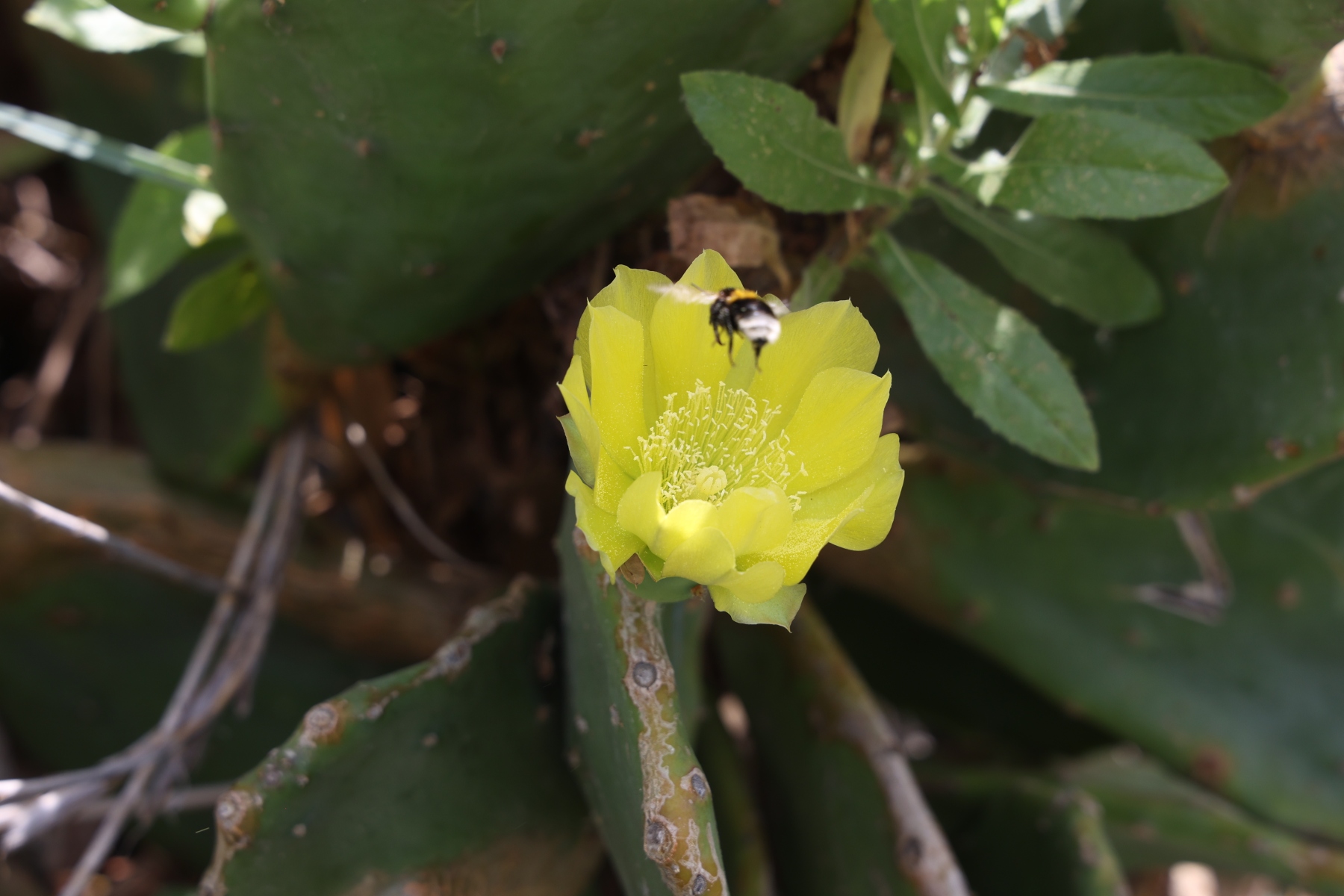 Manarola - Opuntia flower