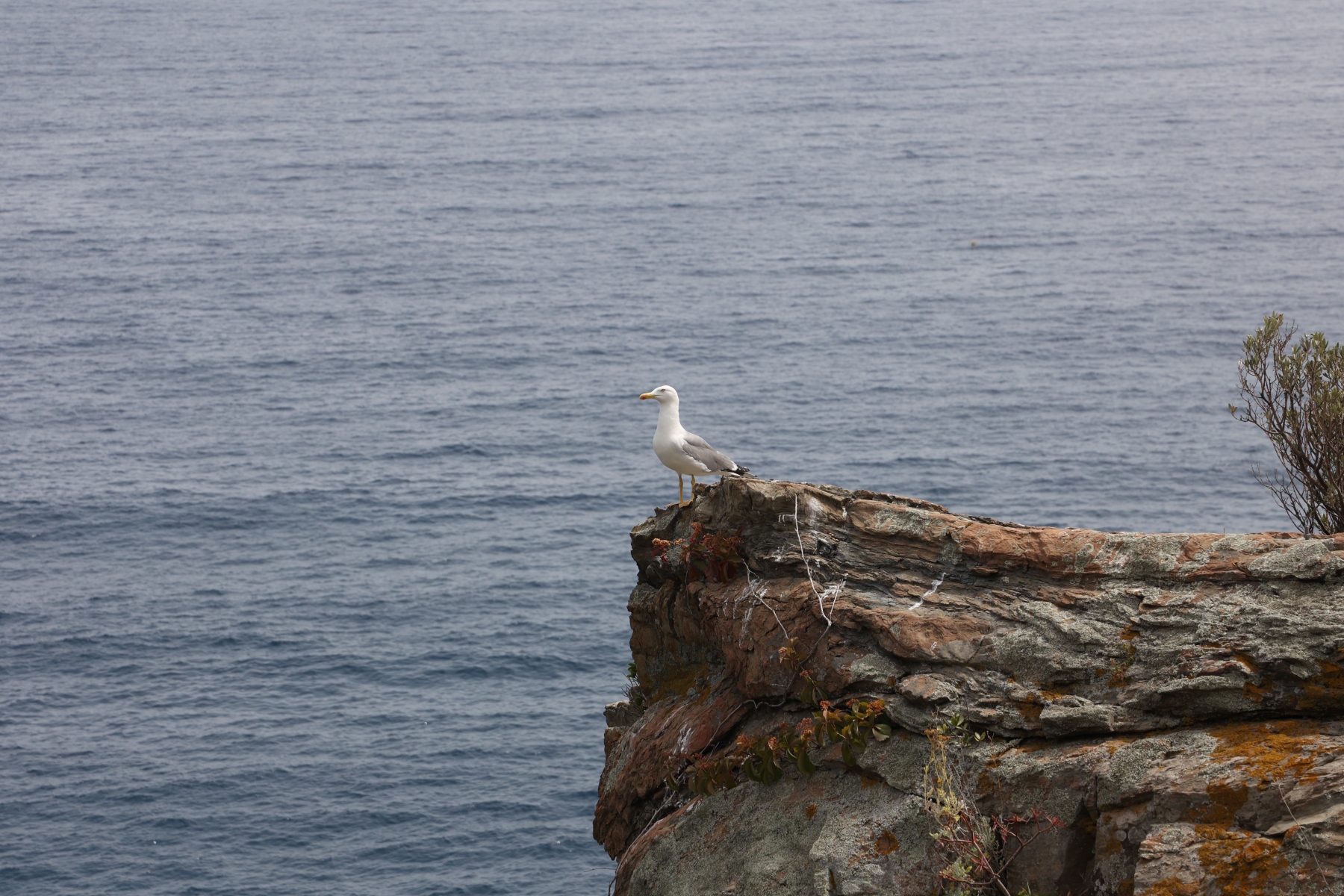 Vernazza - Seagull