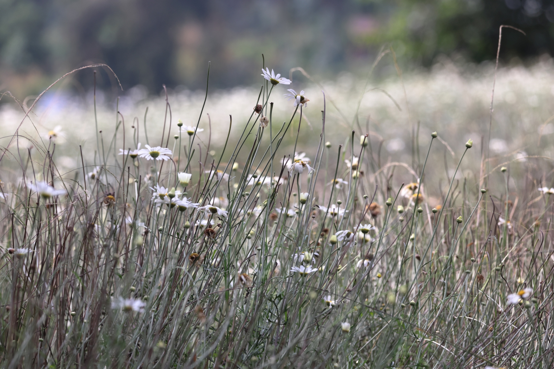Rwanda - Volcanoes national park - African Daisy (Chrysanthemum cinerariaefolium)