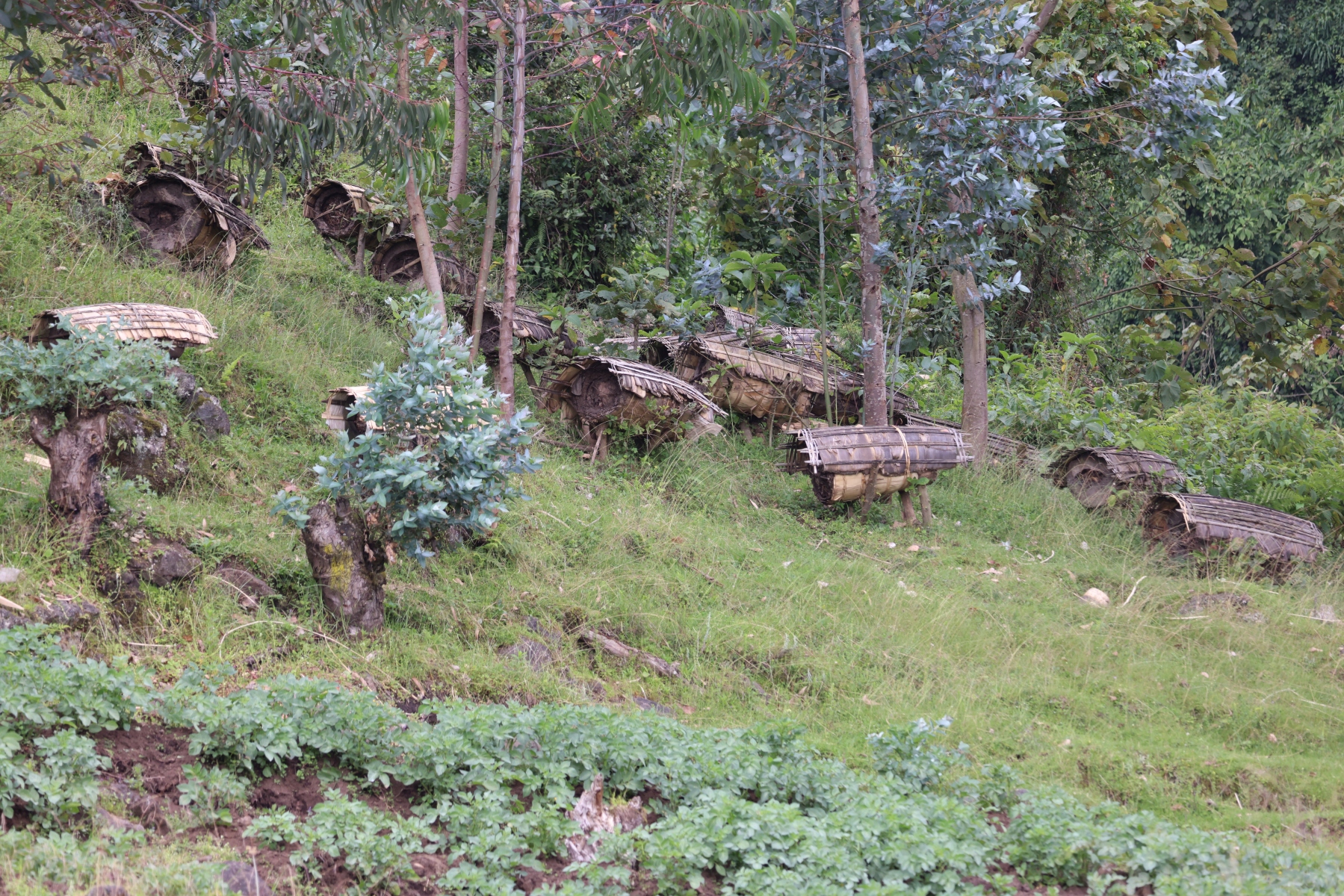 Rwanda - Volcanoes national park - Beehives