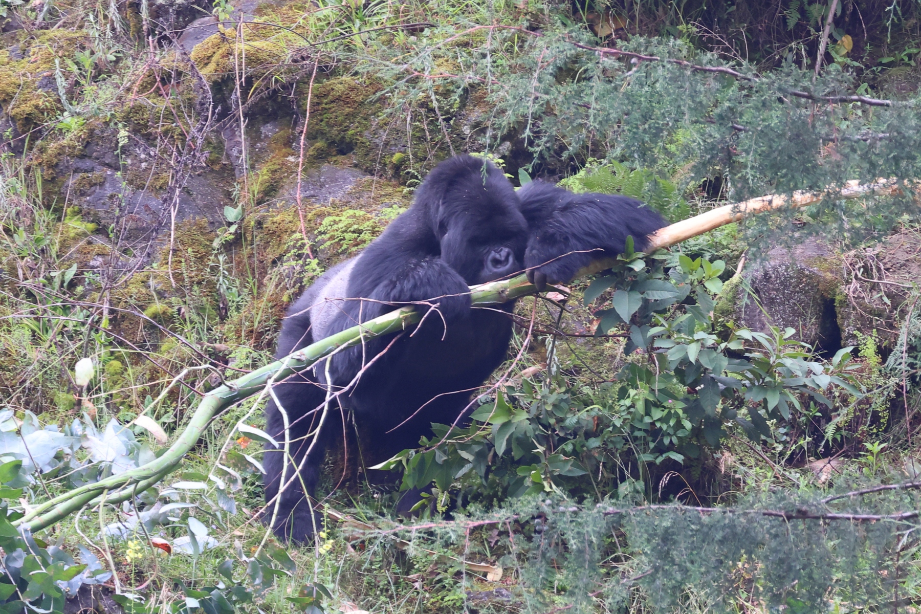 Rwanda - Volcanoes national park - Mountain gorilla (Gorilla beringei beringei) - Silverback