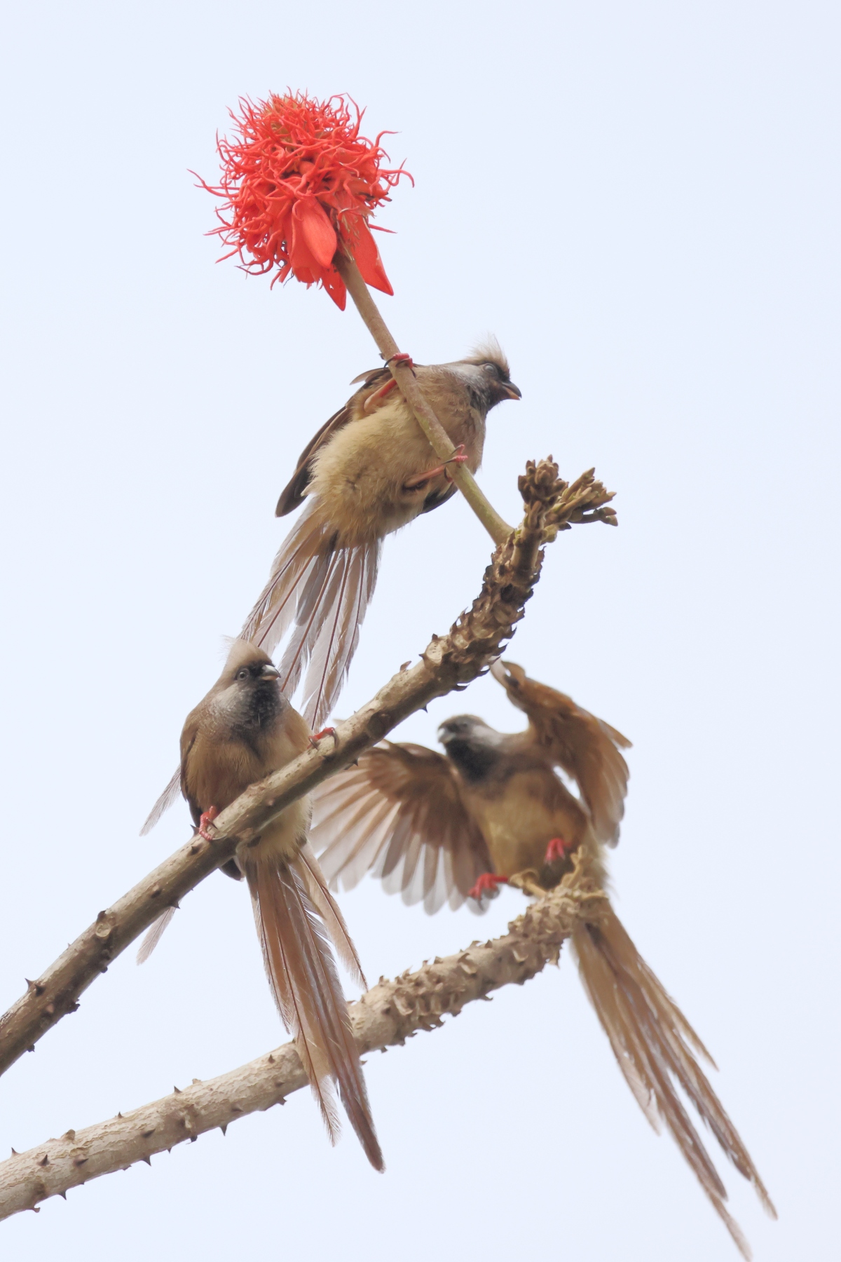 Uganda - Bunyonyi lake - Speckled mousebirds (Colius striatus)
