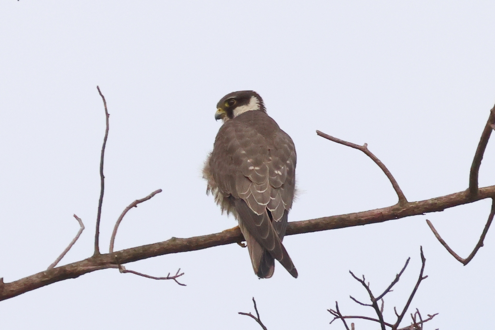 Uganda - Bunyonyi lake - Eurasian hobby (Falco subbuteo)