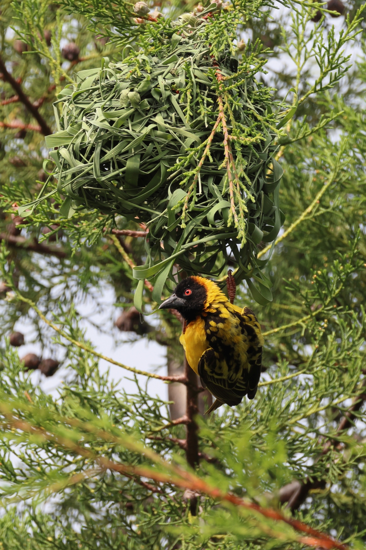 Uganda - Bunyonyi lake - Village weaver (Ploceus cucullatus)