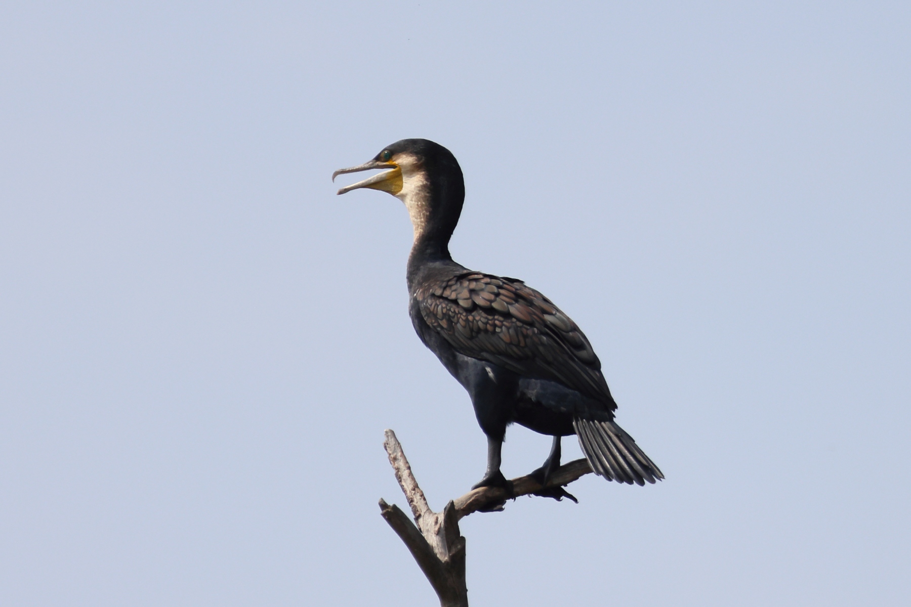 Uganda - Bunyonyi lake - Punishment Island - Great cormorant (Phalacrocorax carbo)