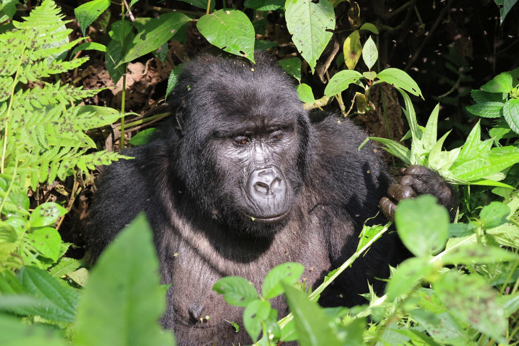 Uganda - Bwindi Impenetrable Forest - Mountain gorilla (Gorilla beringei beringei) - Female