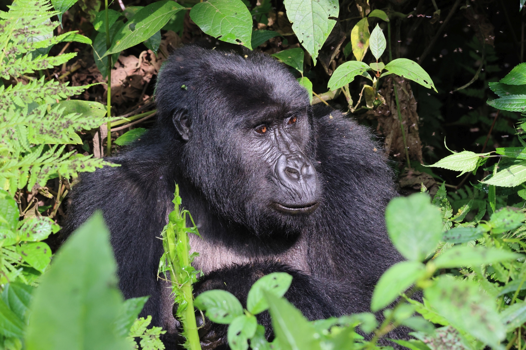 Uganda - Bwindi Impenetrable Forest - Mountain gorilla (Gorilla beringei beringei) - Female
