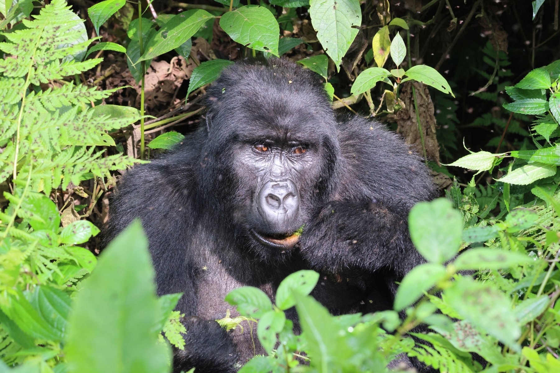 Uganda - Bwindi Impenetrable Forest - Mountain gorilla (Gorilla beringei beringei) - Female