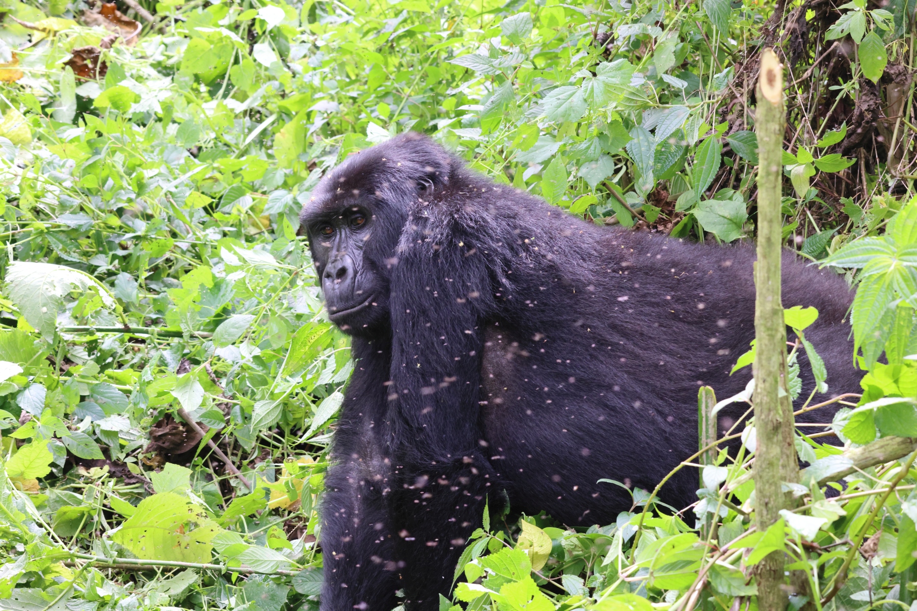 Uganda - Bwindi Impenetrable Forest - Mountain gorilla (Gorilla beringei beringei) - Female