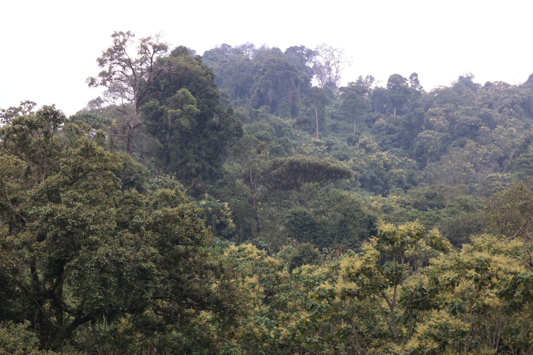 Uganda - Bwindi Impenetrable Forest