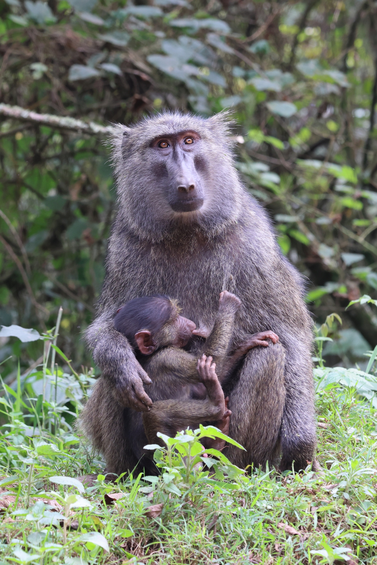 Uganda - Bwindi Impenetrable Forest - Olive baboon (Papio anubis)