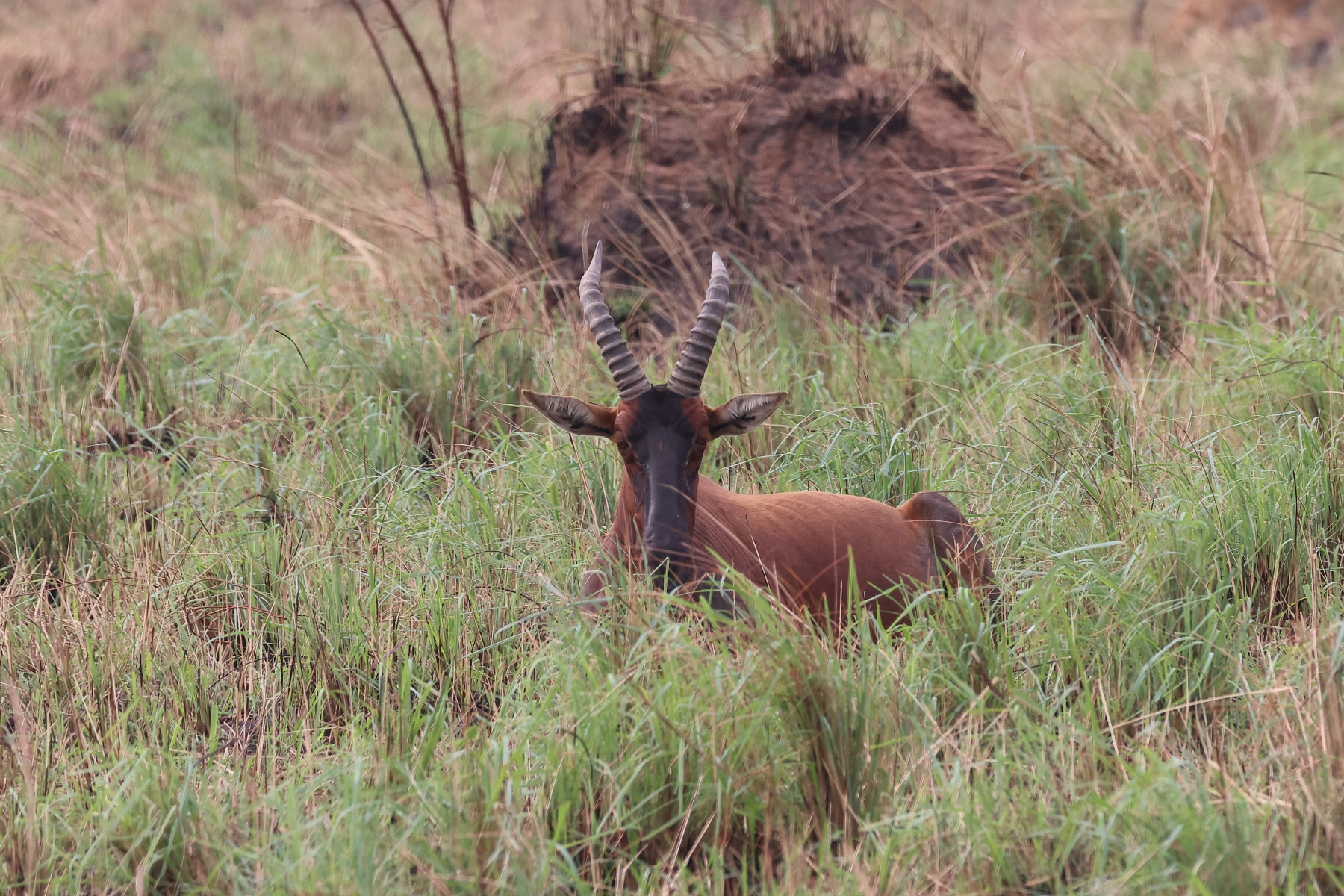 Uganda - Queen Elizabeth National Park - Topi (Damaliscus lunatus jimela)