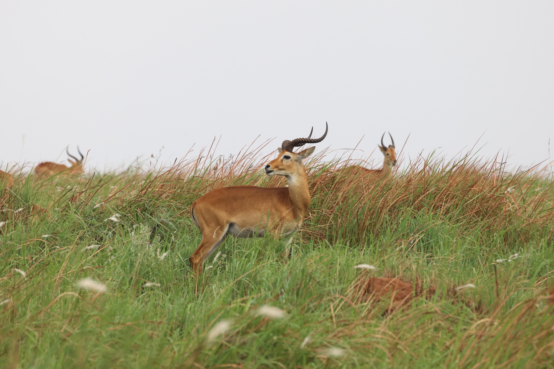 Uganda - Queen Elizabeth National Park - Ugandan kob (Kobus kob thomasi)