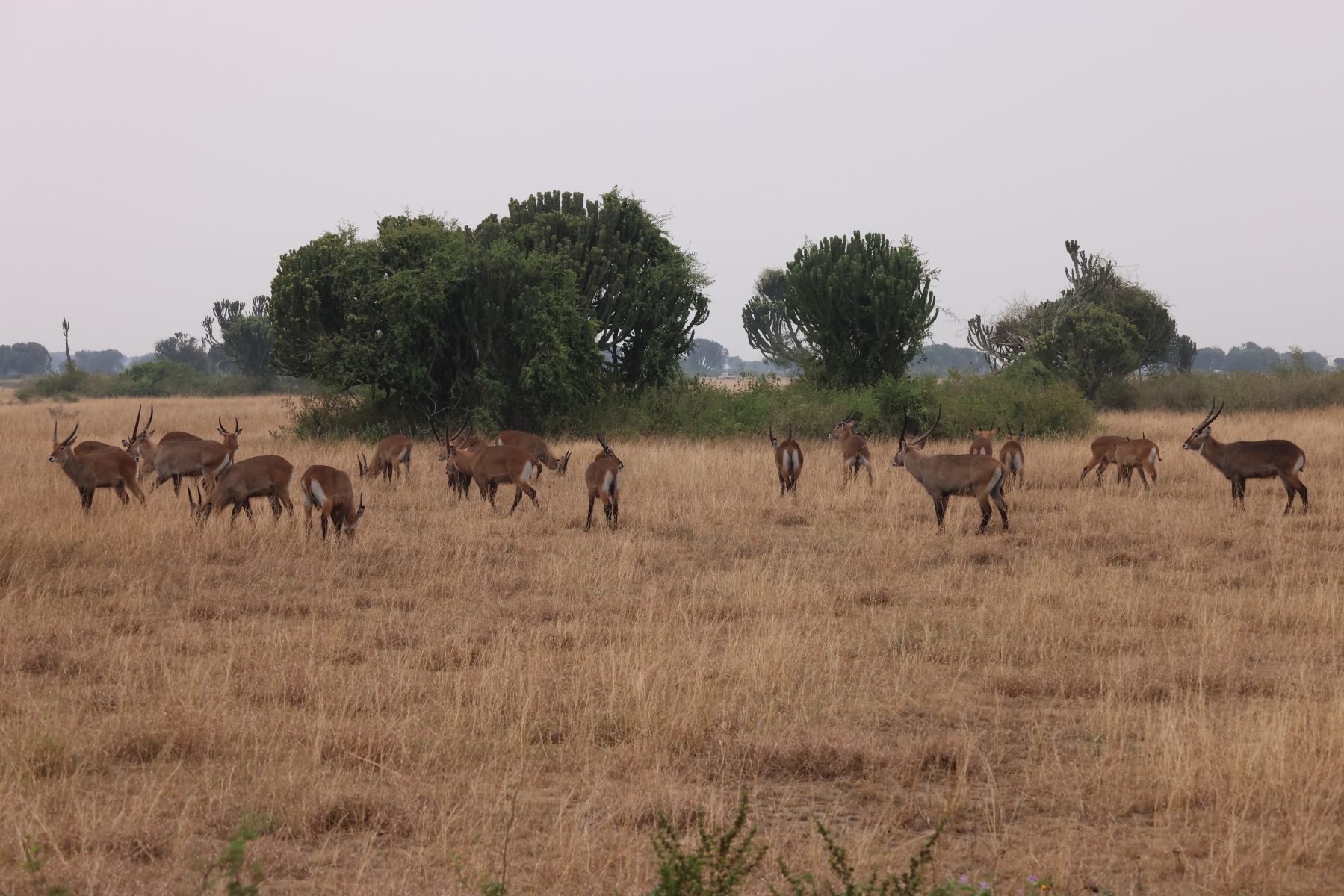 Uganda - Queen Elizabeth National Park - Waterbucks (Kobus ellipsiprymnus)