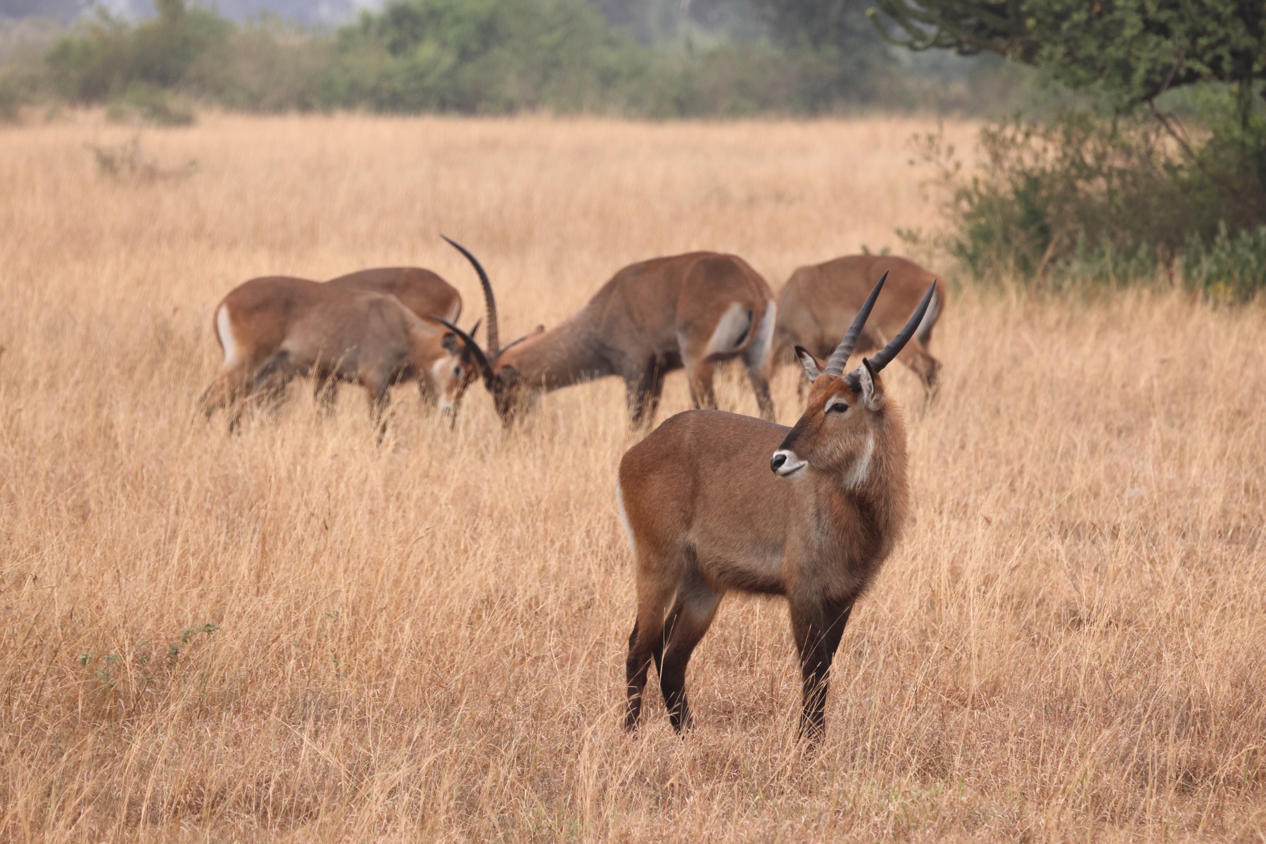 Uganda - Queen Elizabeth National Park - Waterbuck (Kobus ellipsiprymnus)