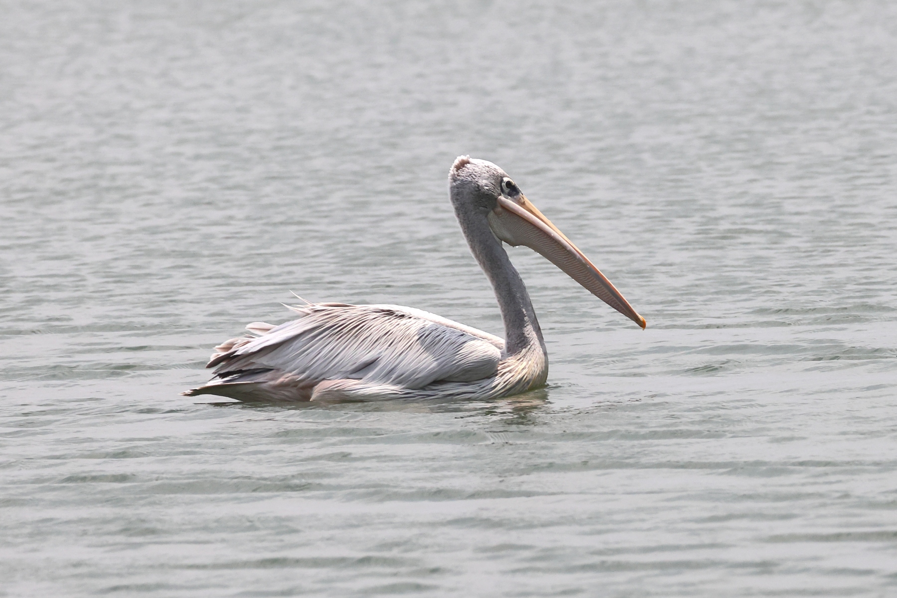 Uganda - Queen Elizabeth National Park - Pink-backed pelican (Pelecanus rufescens)