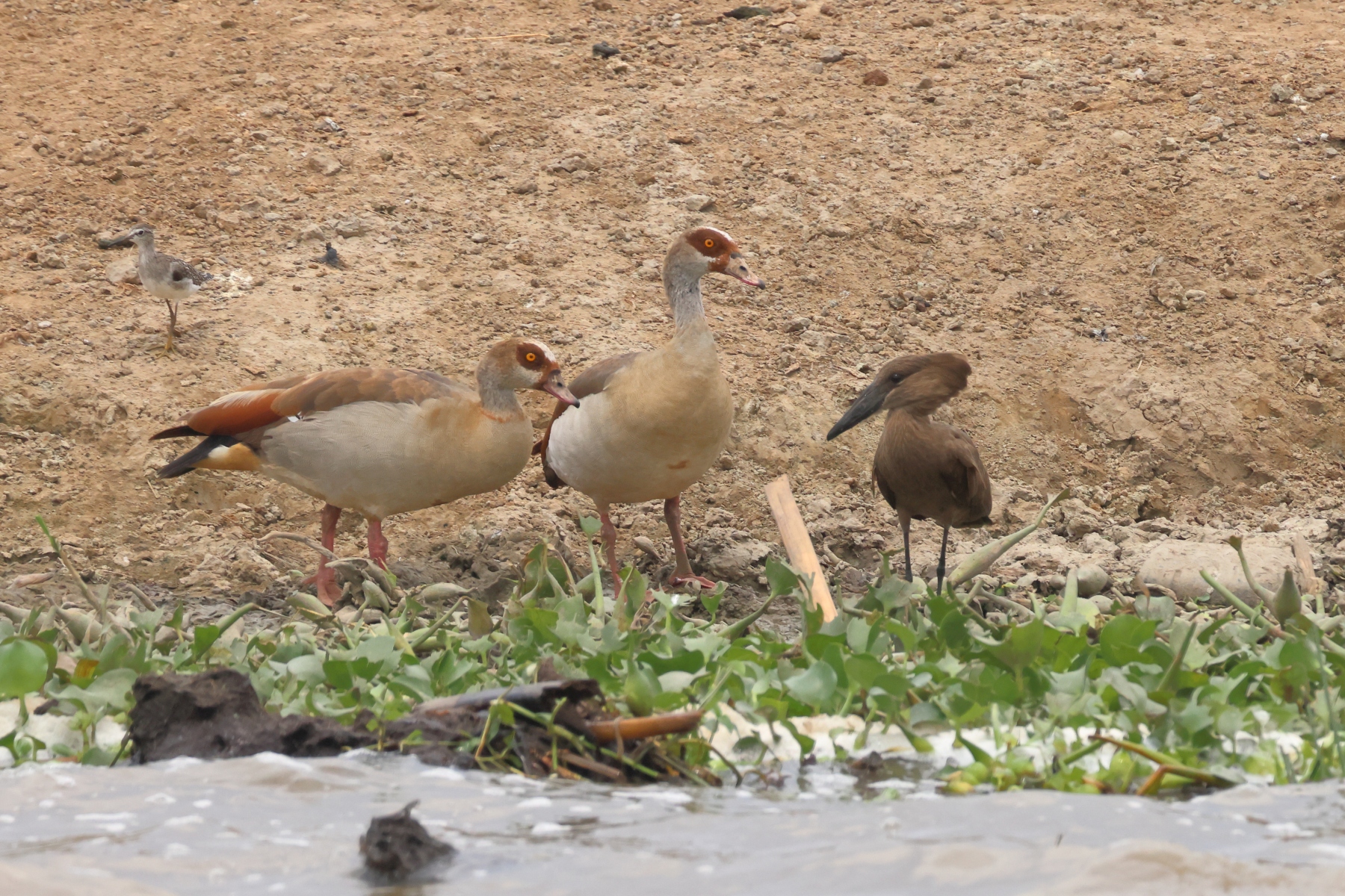 Uganda - Queen Elizabeth National Park - Egyptian geese with a hamerkop