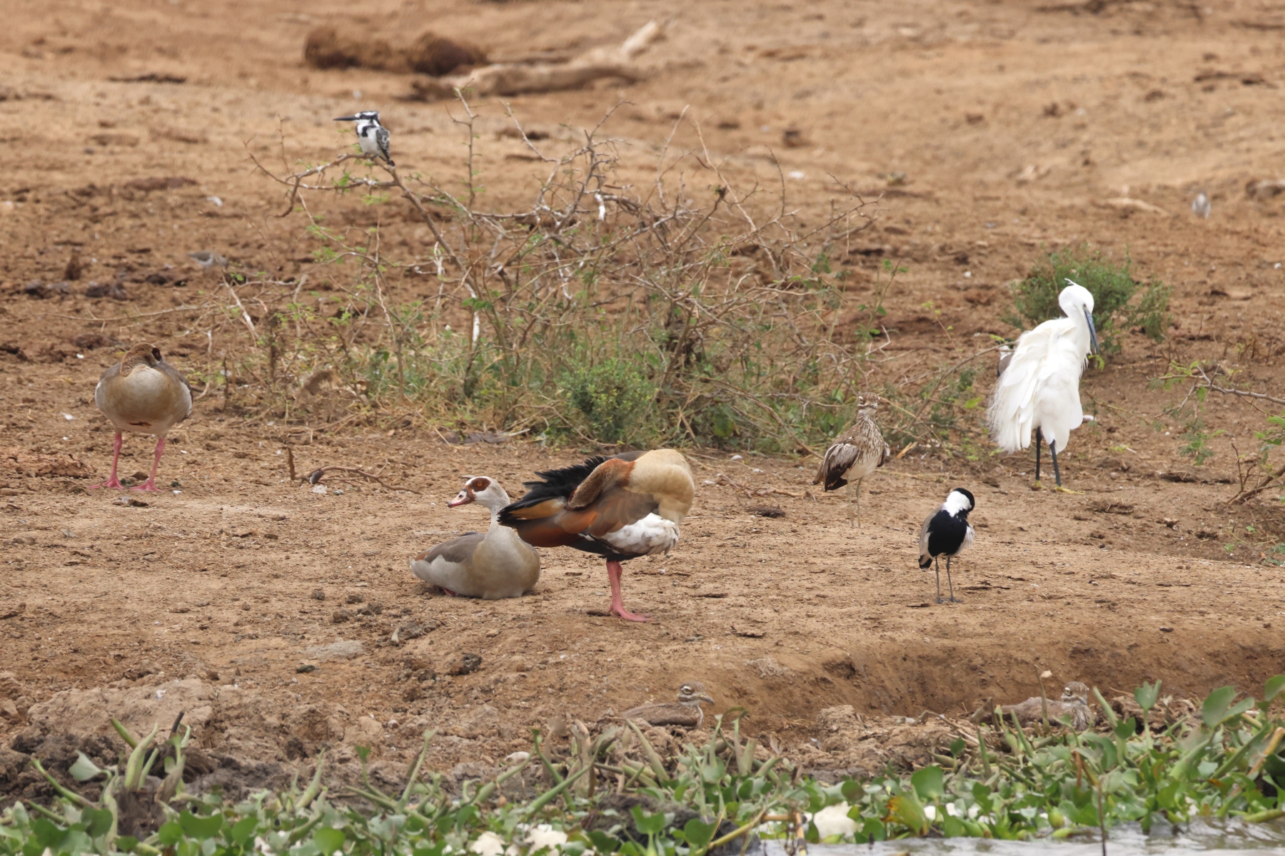 Uganda - Queen Elizabeth National Park - Various birds