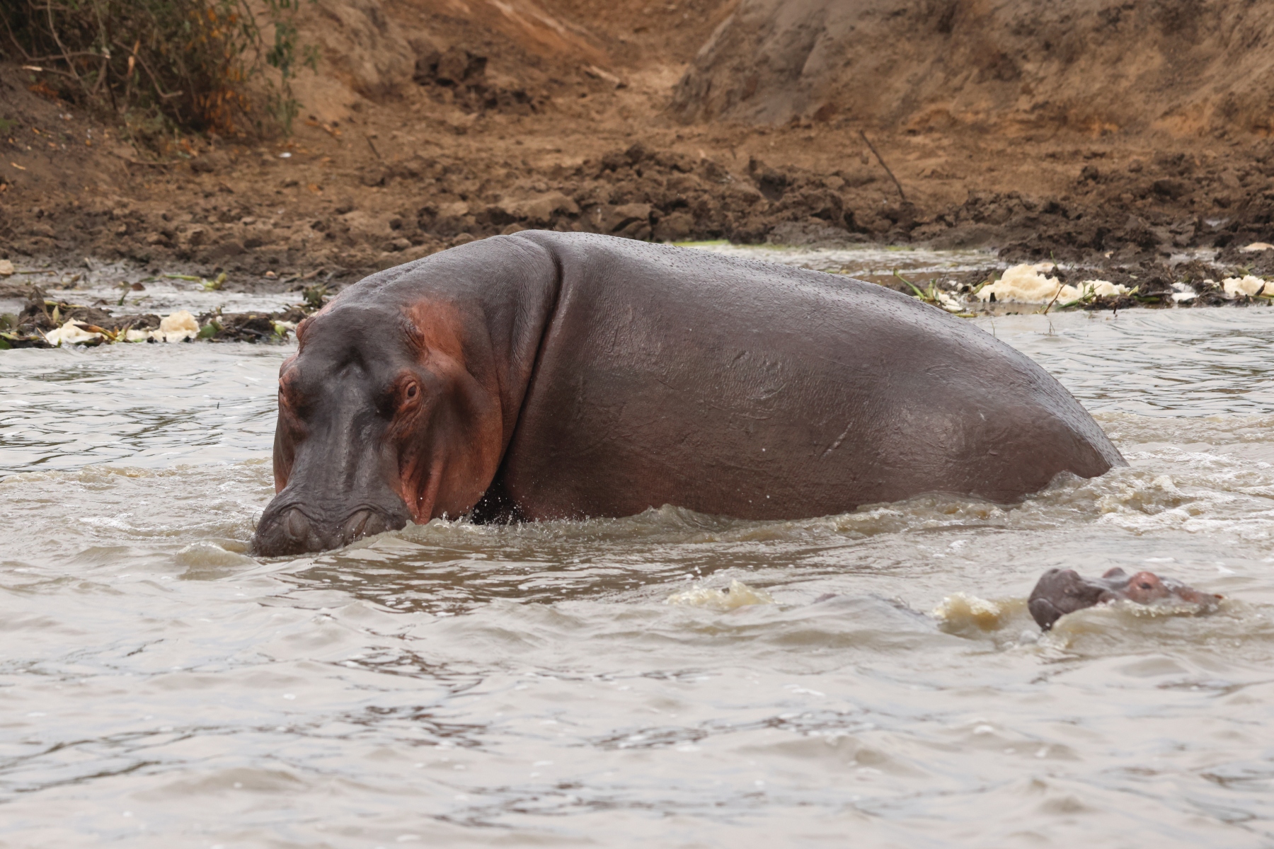 Uganda - Queen Elizabeth National Park - Hippopotamus