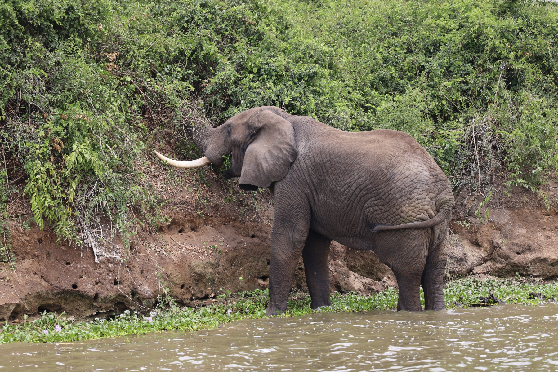 Uganda - Queen Elizabeth National Park - Elephant