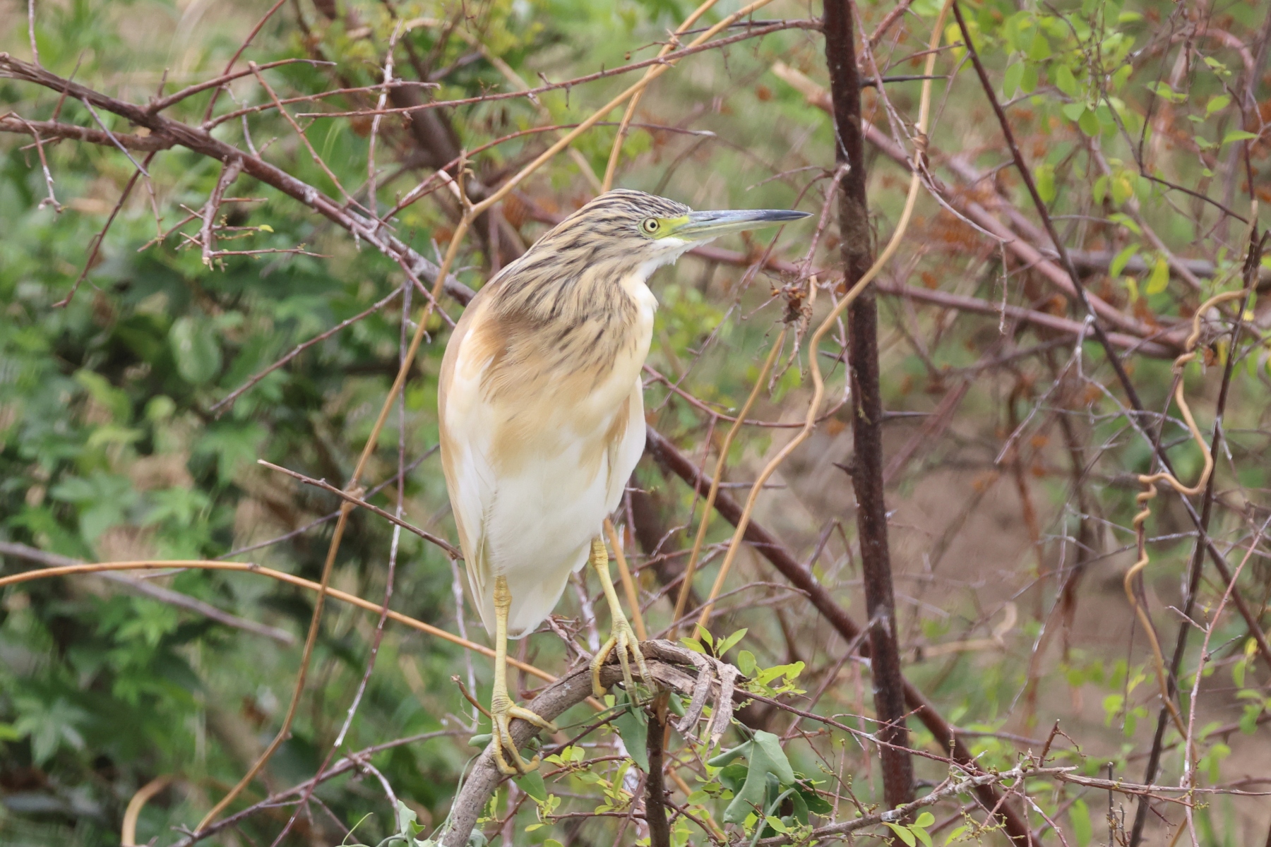 Uganda - Queen Elizabeth National Park - Squacco heron (Ardeola ralloides)