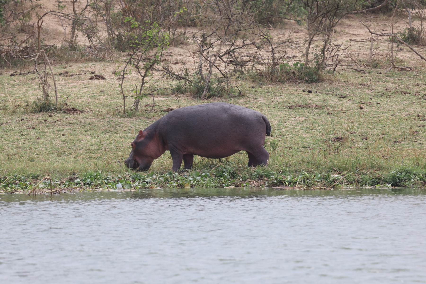 Uganda - Queen Elizabeth National Park - Hippopotamus