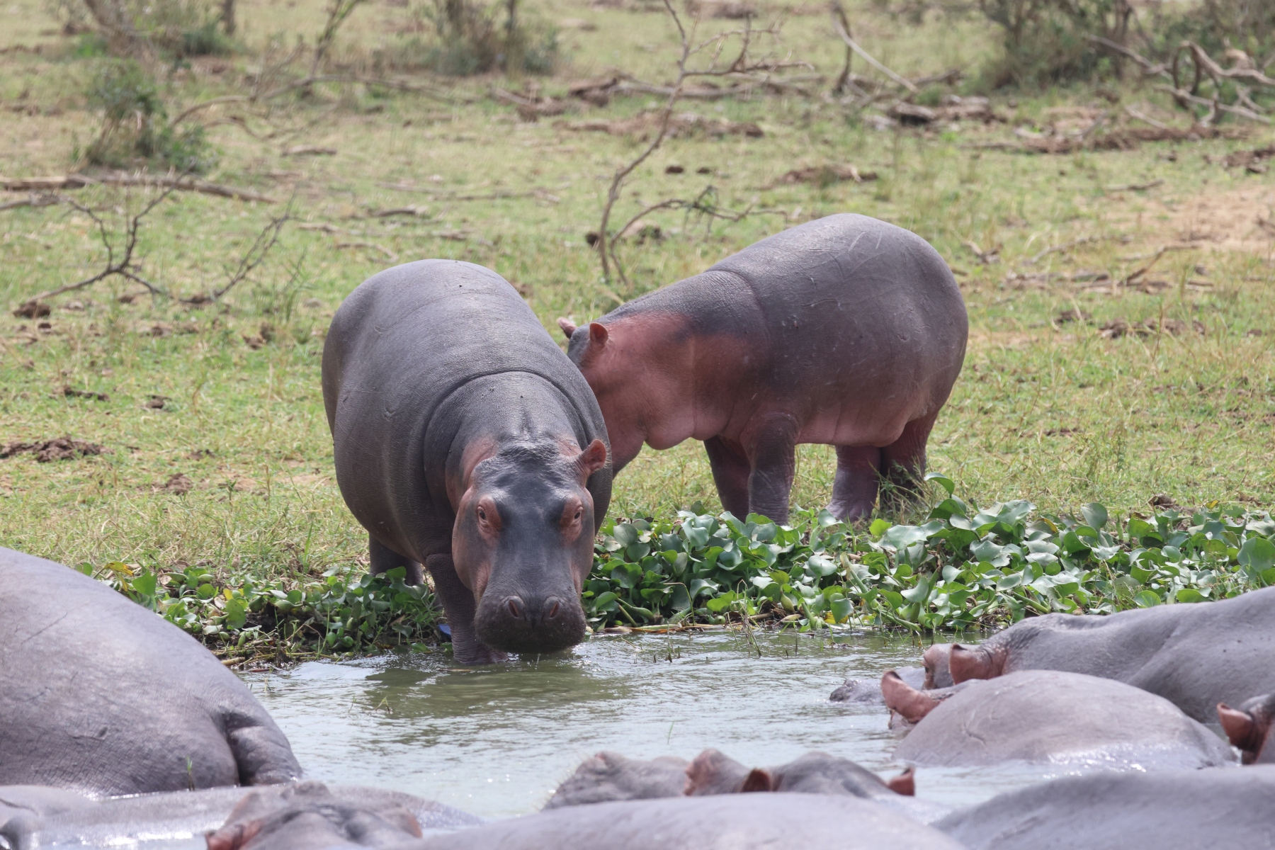 Uganda - Queen Elizabeth National Park - Hippopotamus