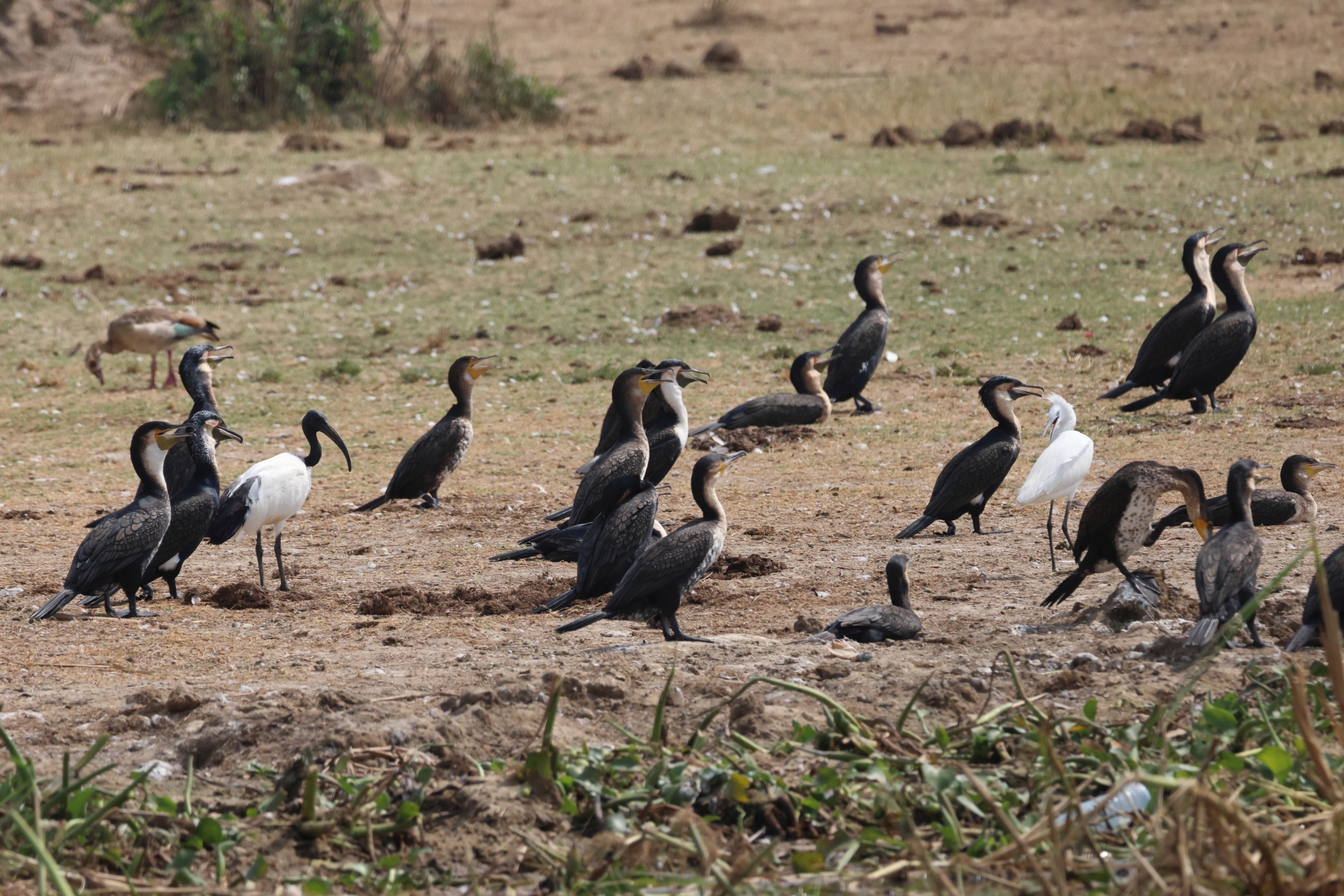 Uganda - Queen Elizabeth National Park - Cormorants