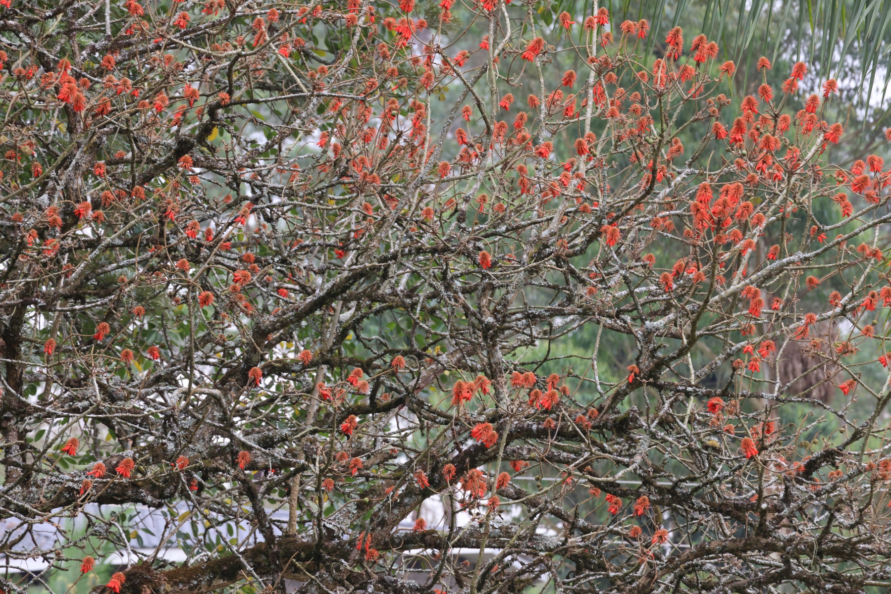 Uganda - Near Amabere caves - Flame tree (Erythrina abyssinica)