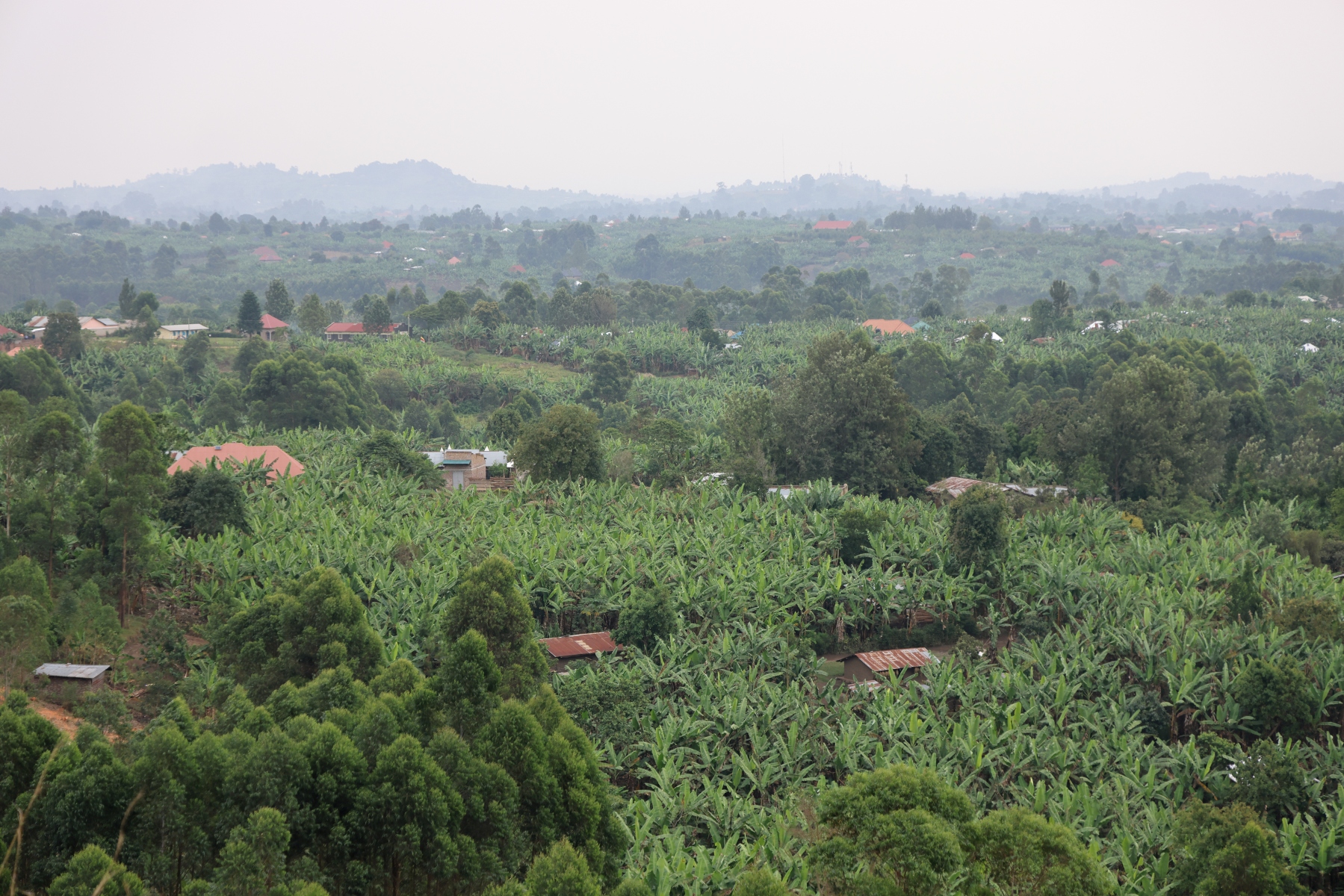 Uganda - Near Amabere caves