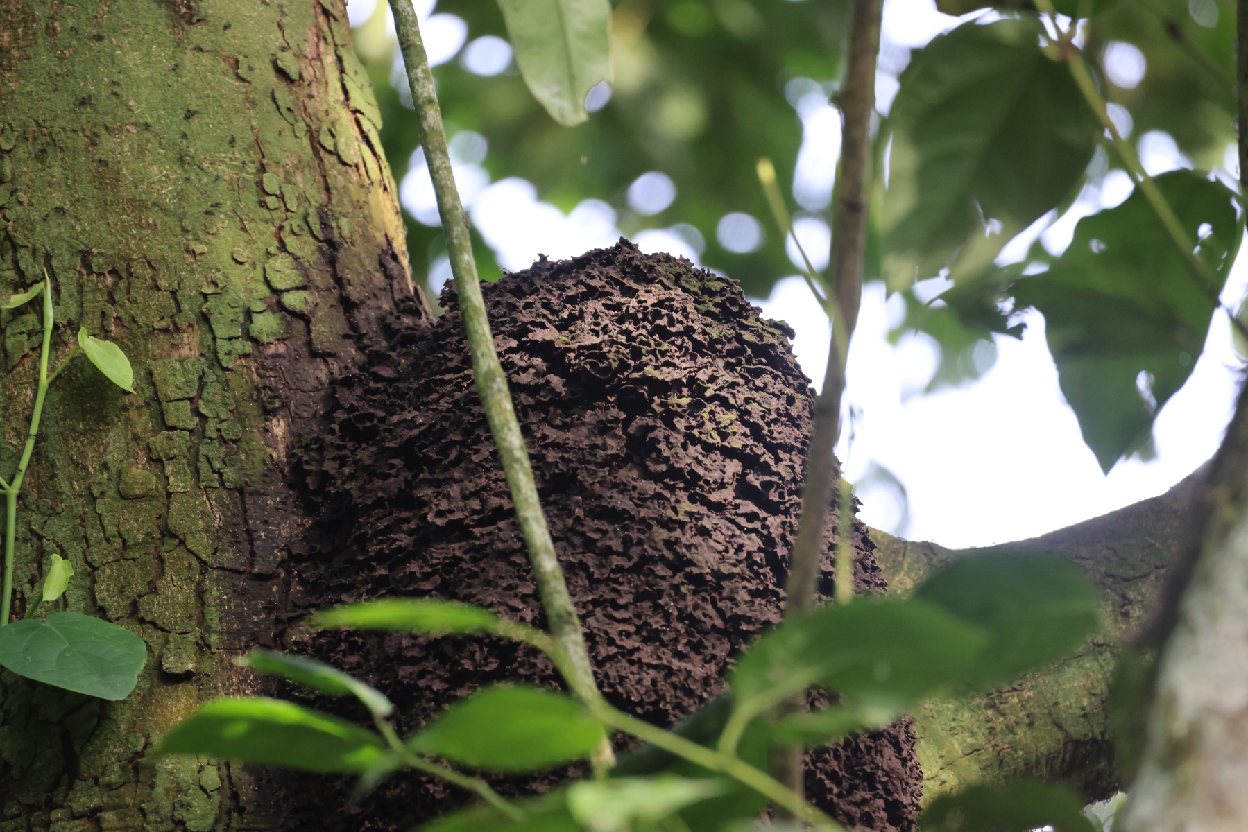 Uganda - Kibale National Park - Ant hill