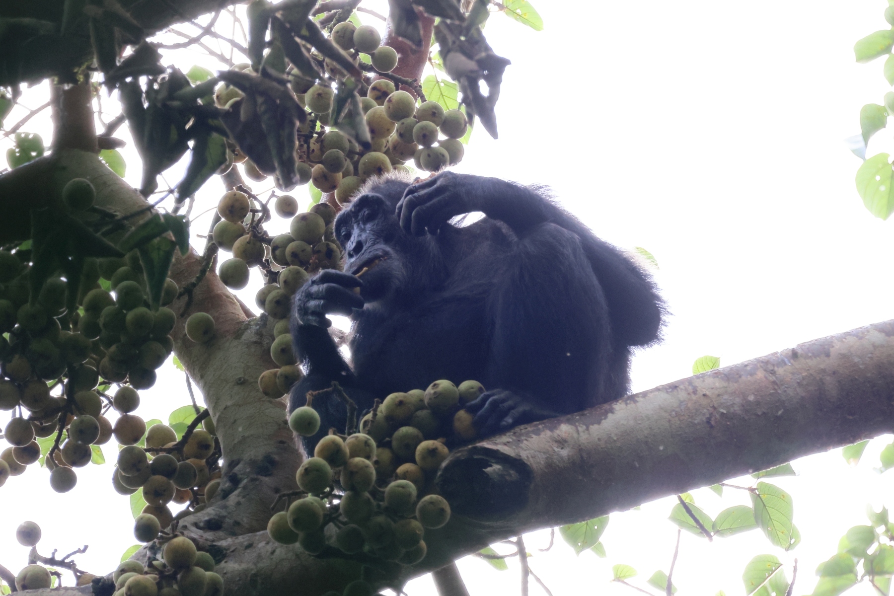 Uganda - Kibale National Park - Eastern chimpanzee (Pan troglodytes schweinfurthii)