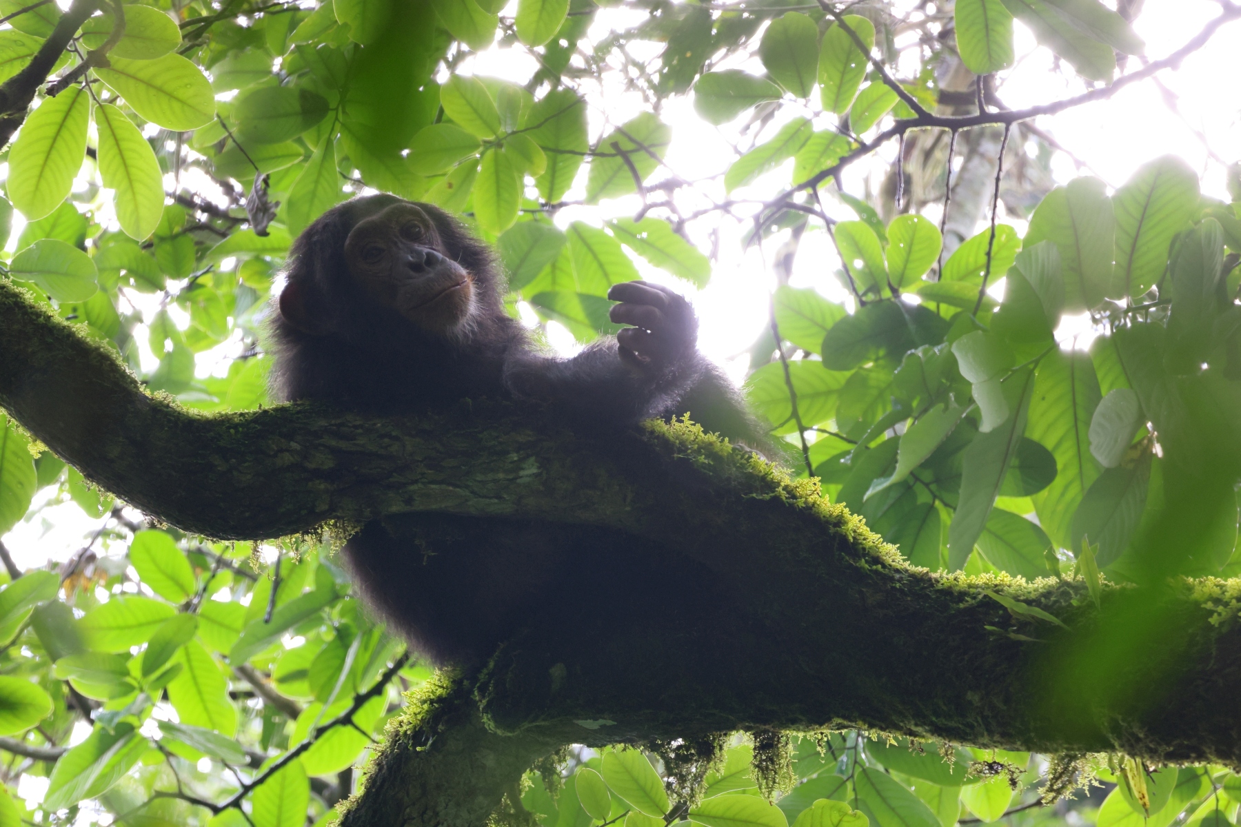 Uganda - Kibale National Park - Eastern chimpanzee (Pan troglodytes schweinfurthii)
