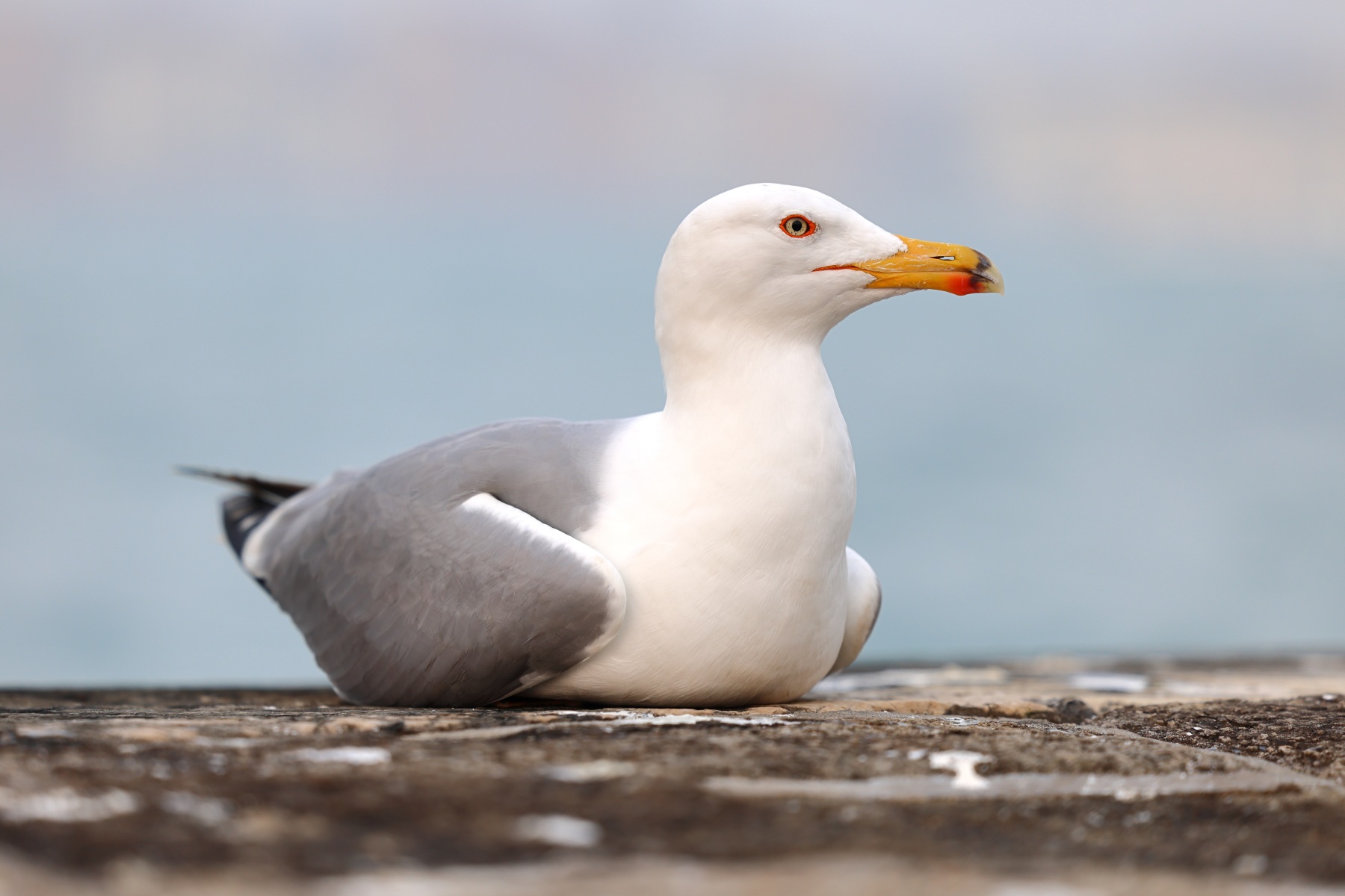 Seagull