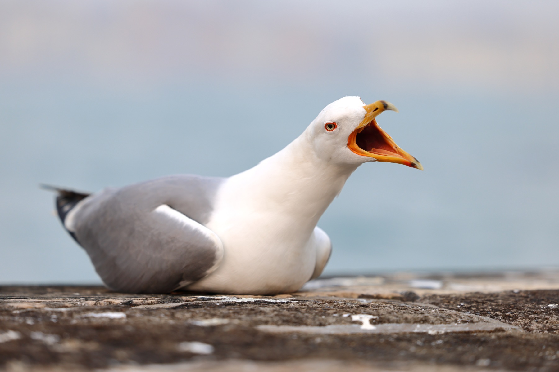 Seagull screaming
