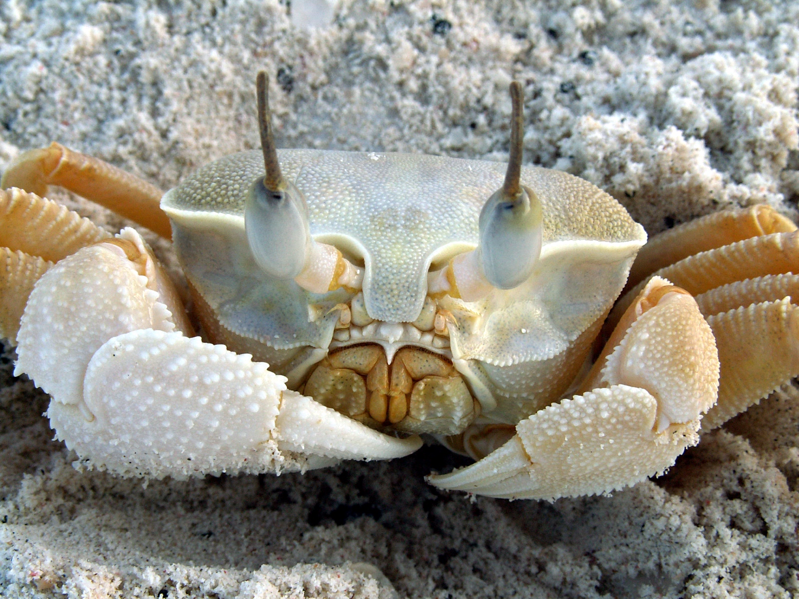 Bi'r 'Ali - Big crab