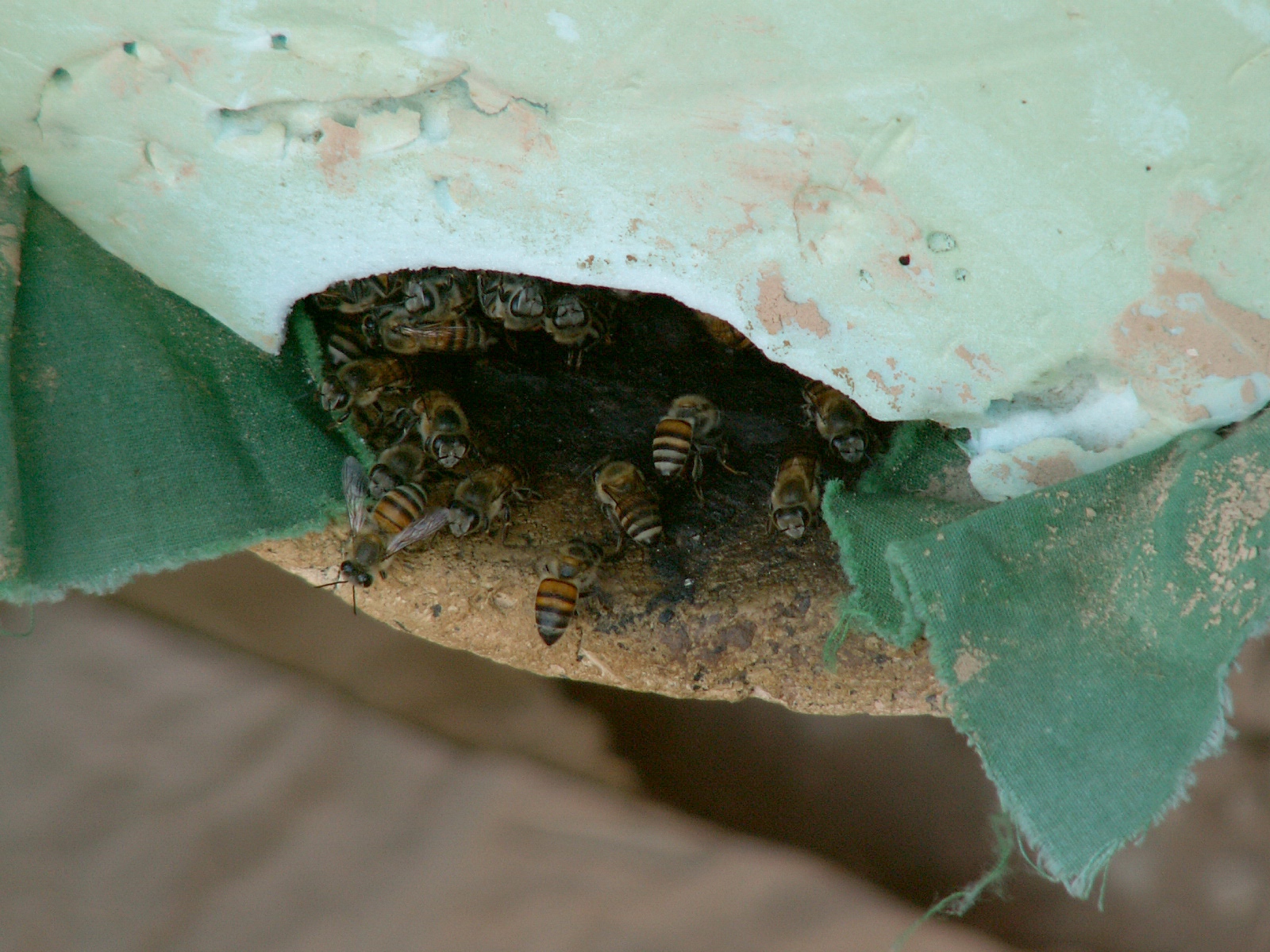 Wadi Doan - Bees