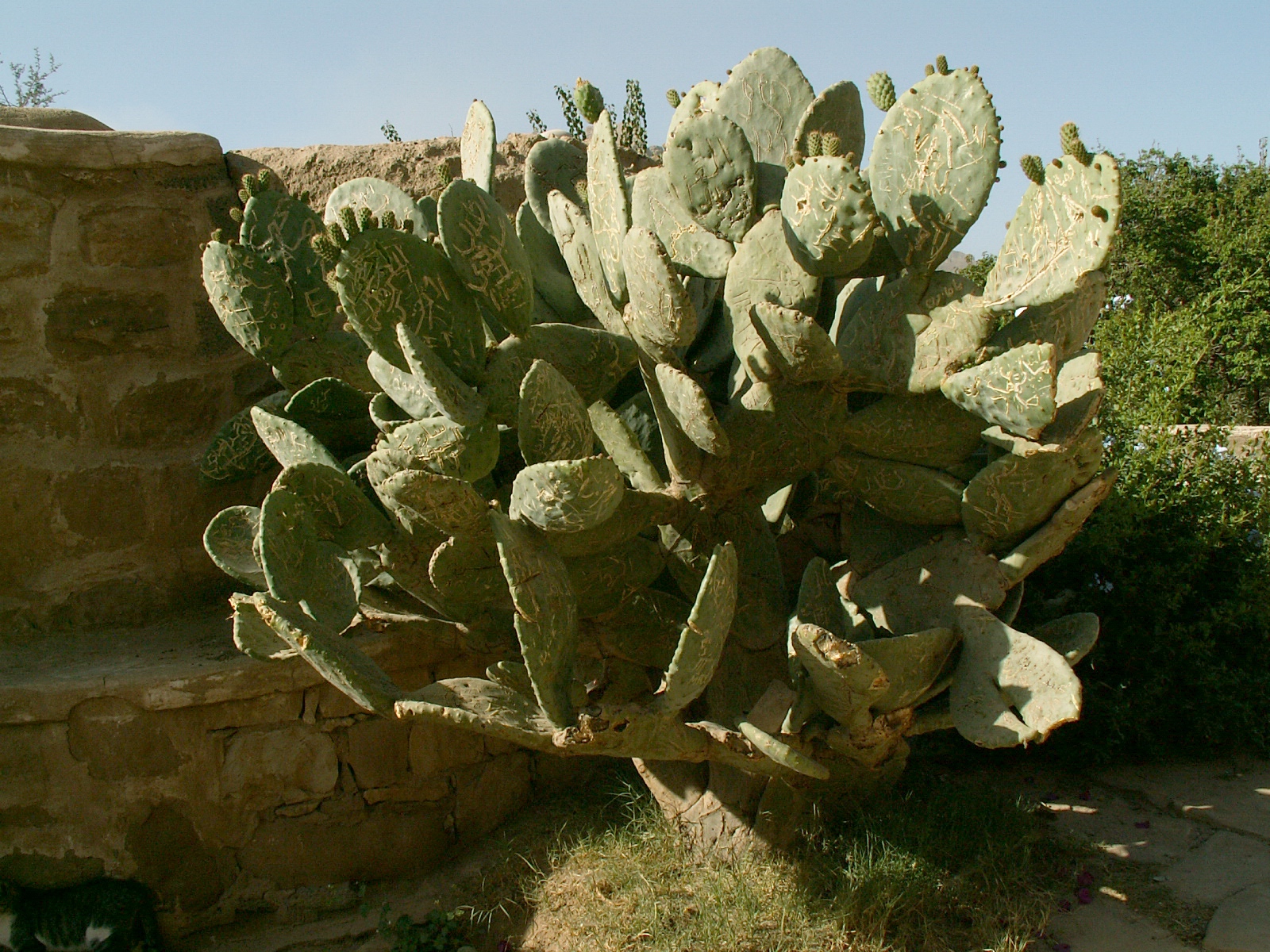 Wadi Dhar - Dar al Hajjar - Cactus