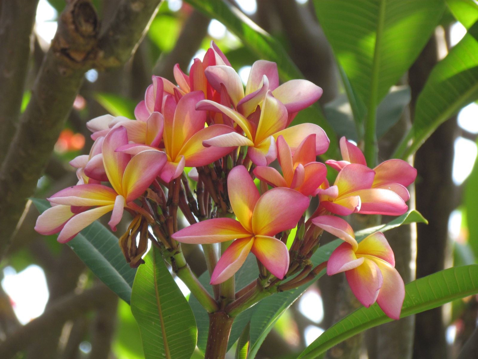 Lusaka - Wayside lodge - Pink frangipani (Plumeria)