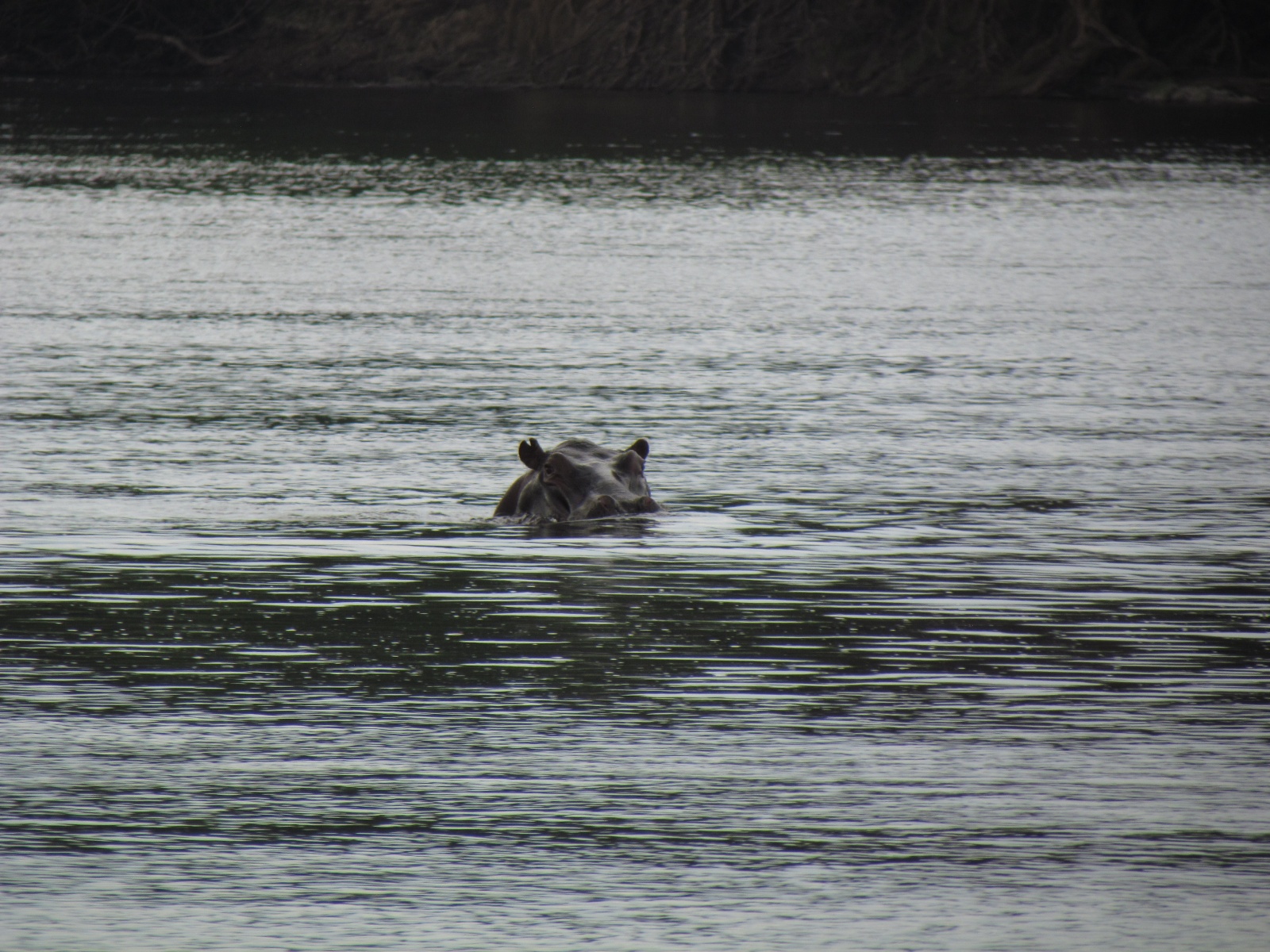 Kafue national park - Mayukuyuku camp - Hippopotamuses (Hippopotamus amphibius)
