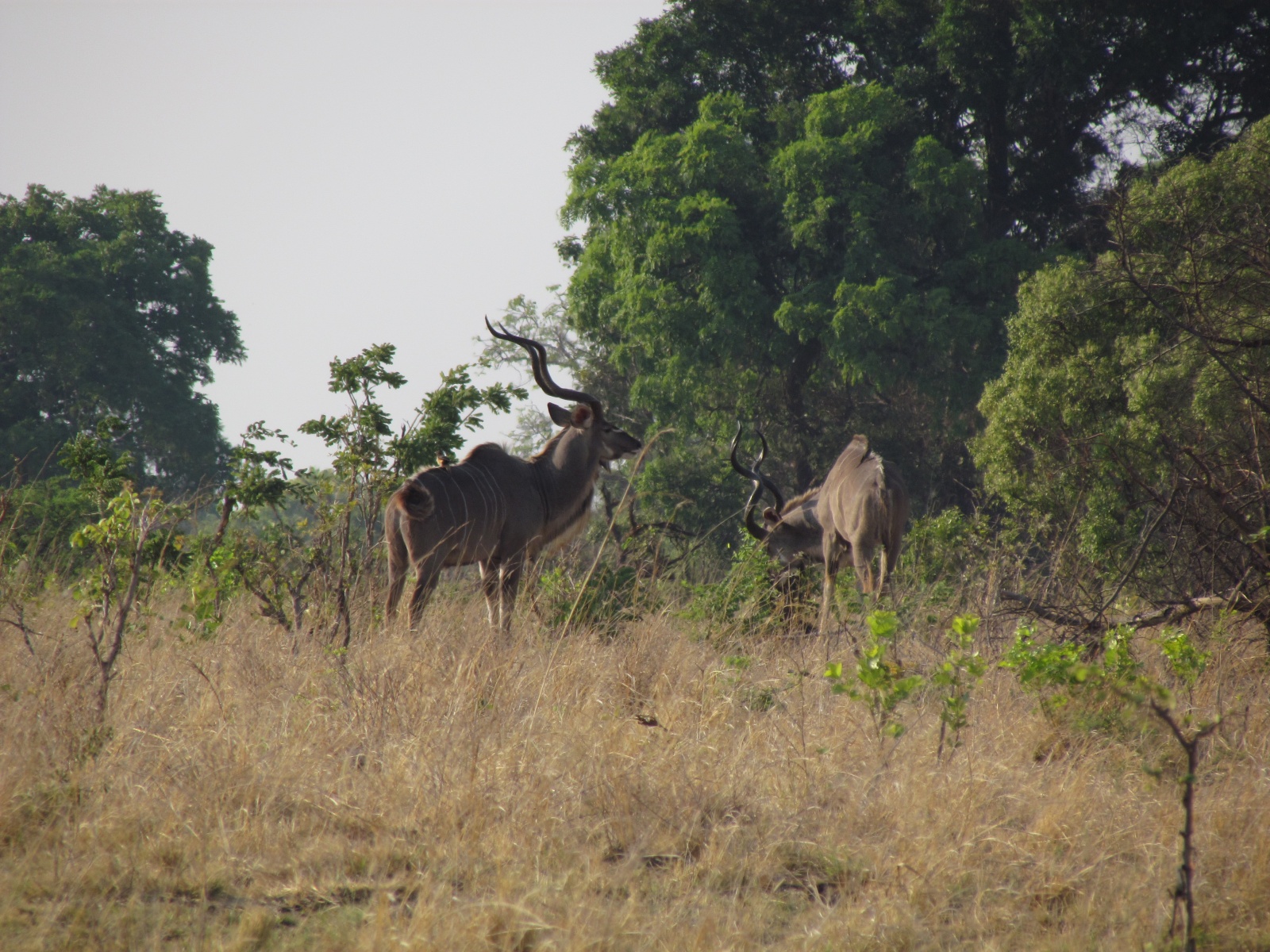 Kafue national park - Kudu (Tragelaphus strepsiceros)