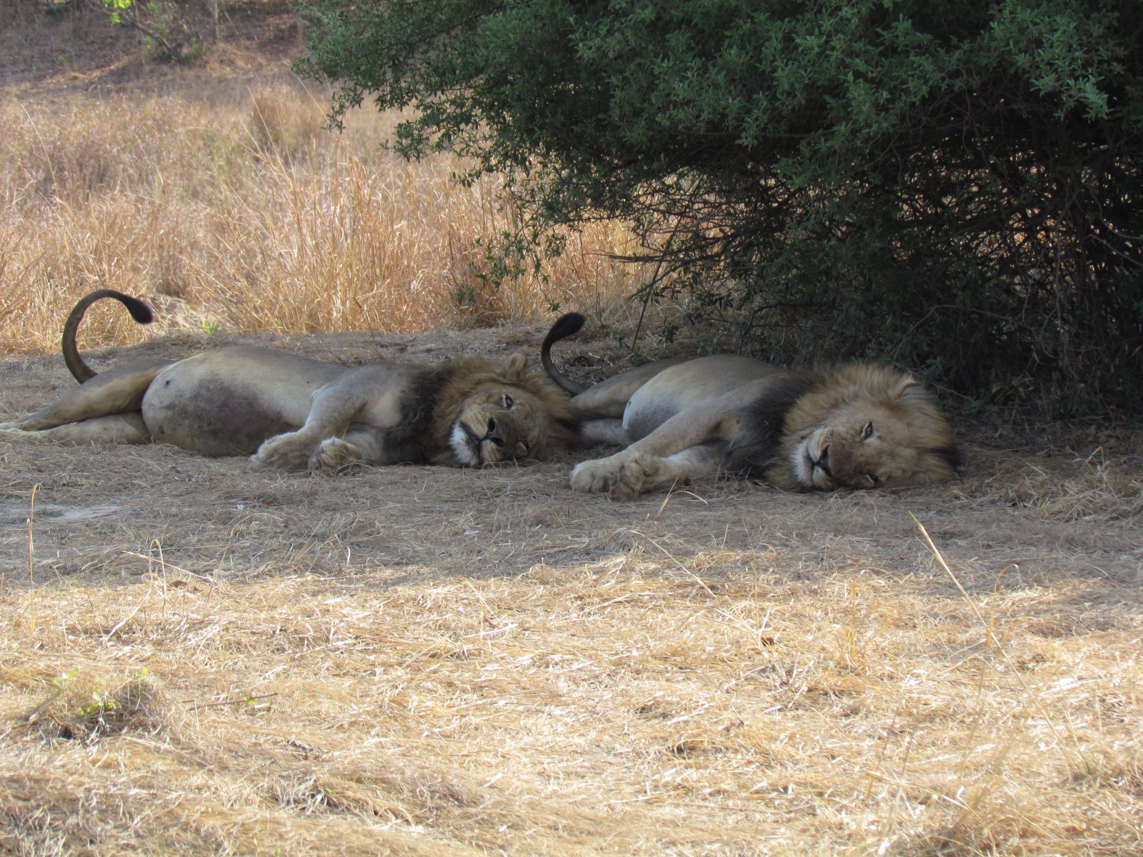 Kafue national park - Lions (Panthera leo)