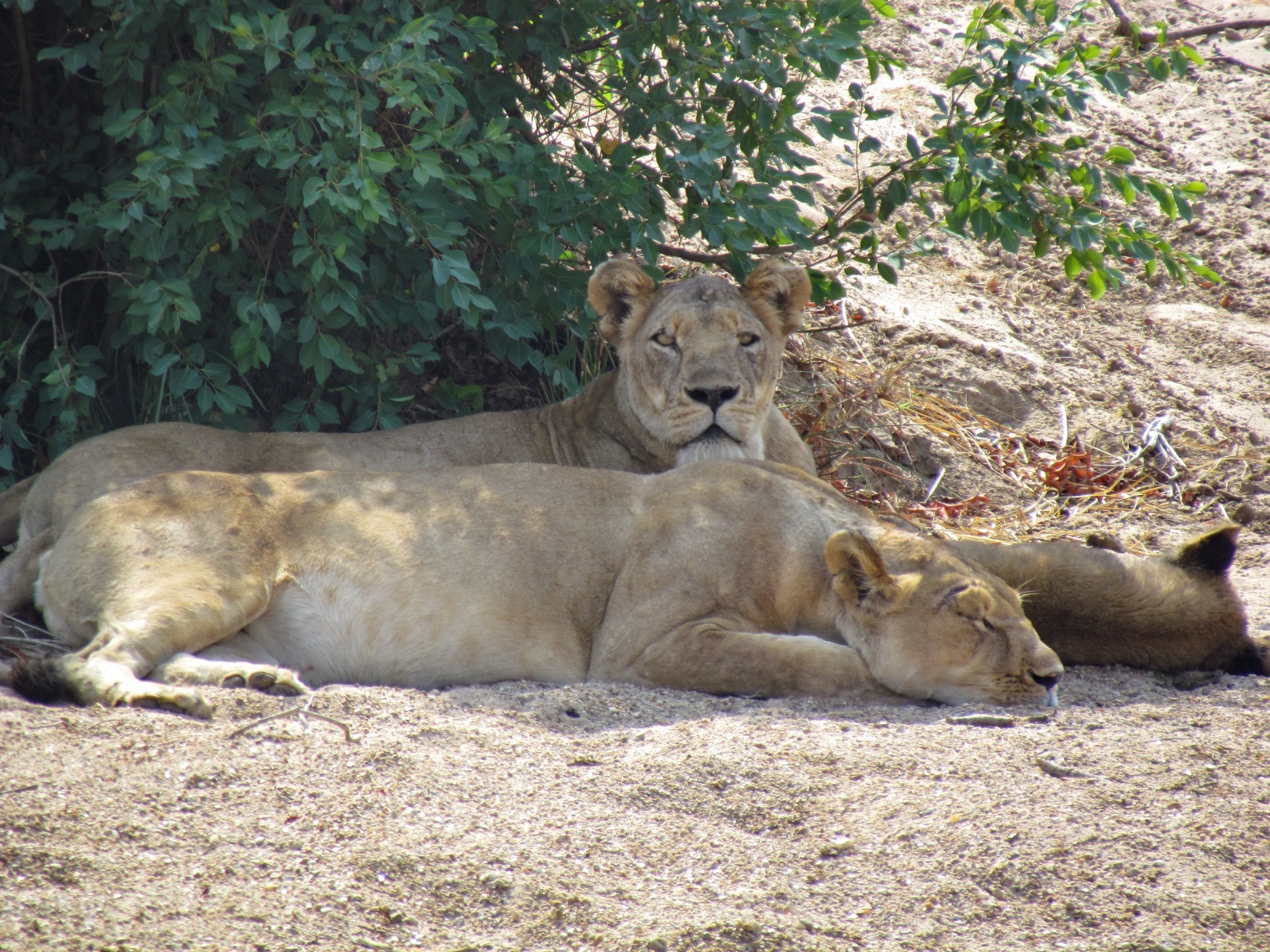 Kafue national park - Lionesses with cubs (Panthera leo)