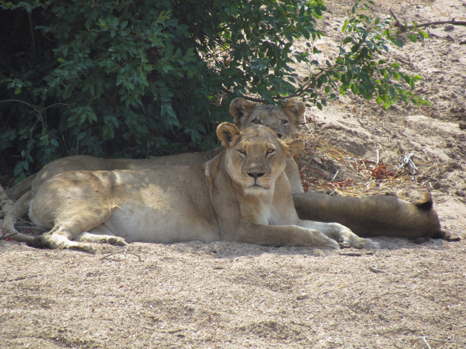 Kafue national park - Lionesses with cubs (Panthera leo)